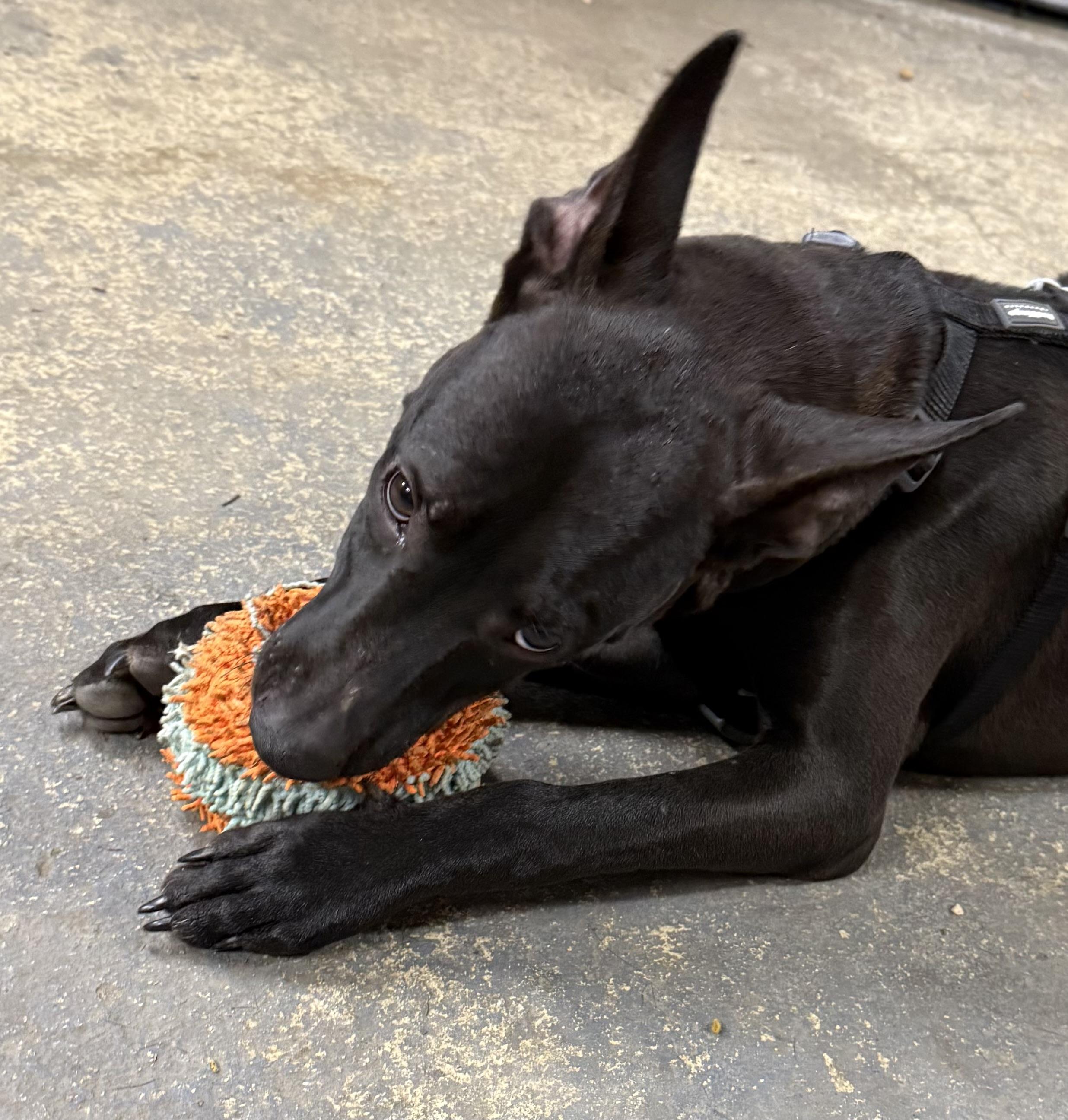 Penny, a Adoptable Mixed Breed in Vassalboro, ME image 2/4