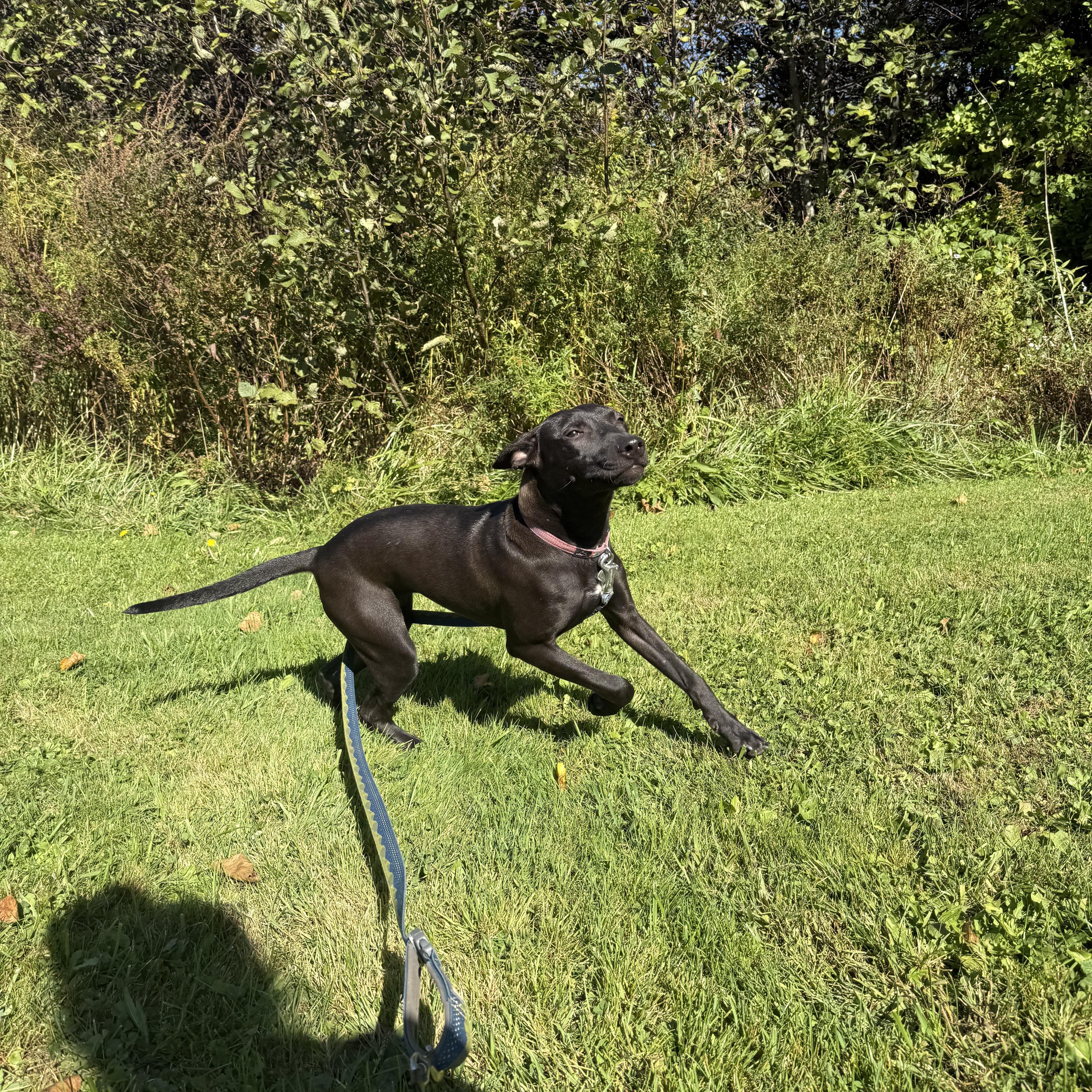 Penny, a Adoptable Mixed Breed in Vassalboro, ME image 4/4