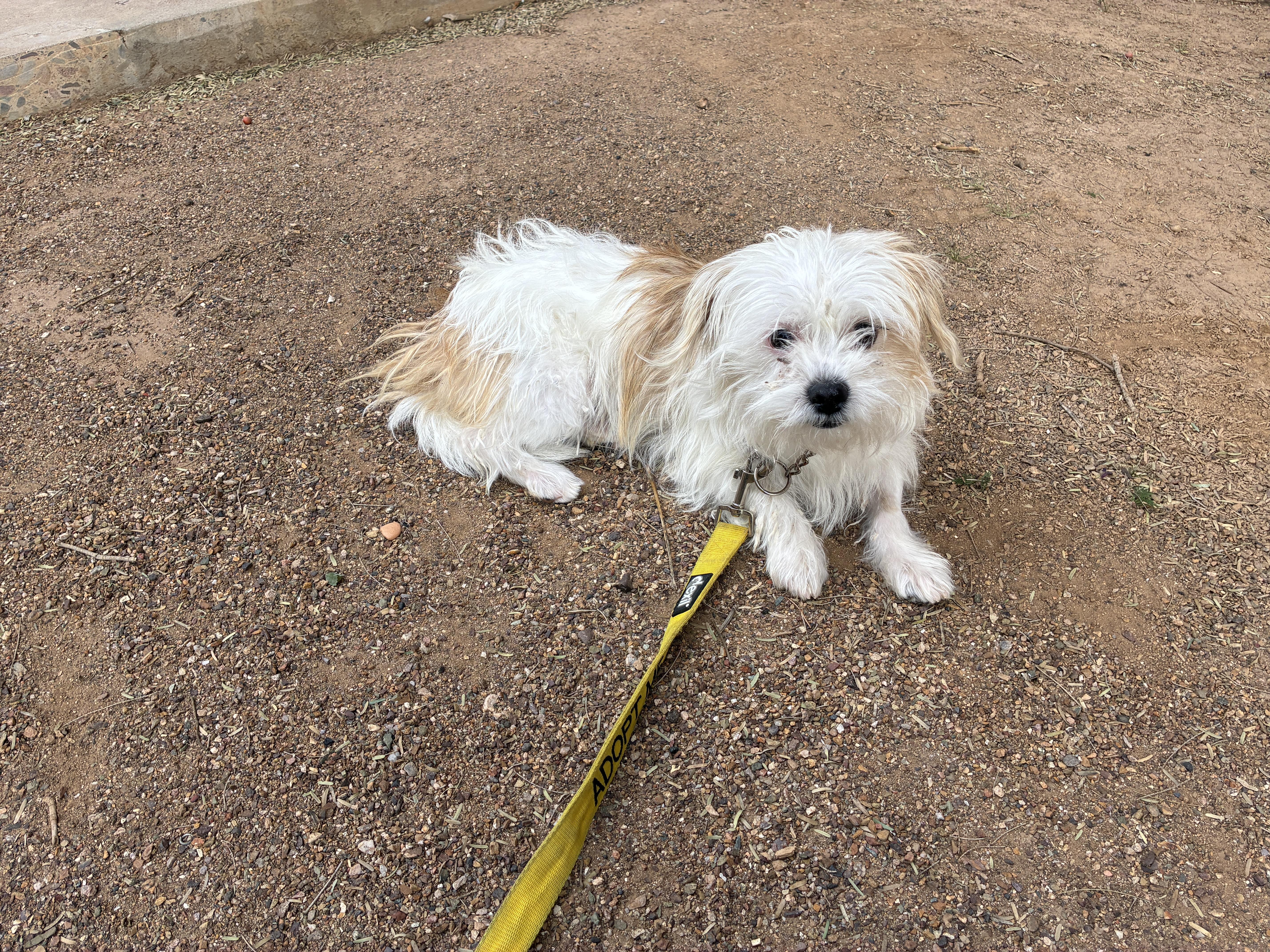 O-Cedar 4288, an adopted mixed breed in Phoenix, AZ image 2/3