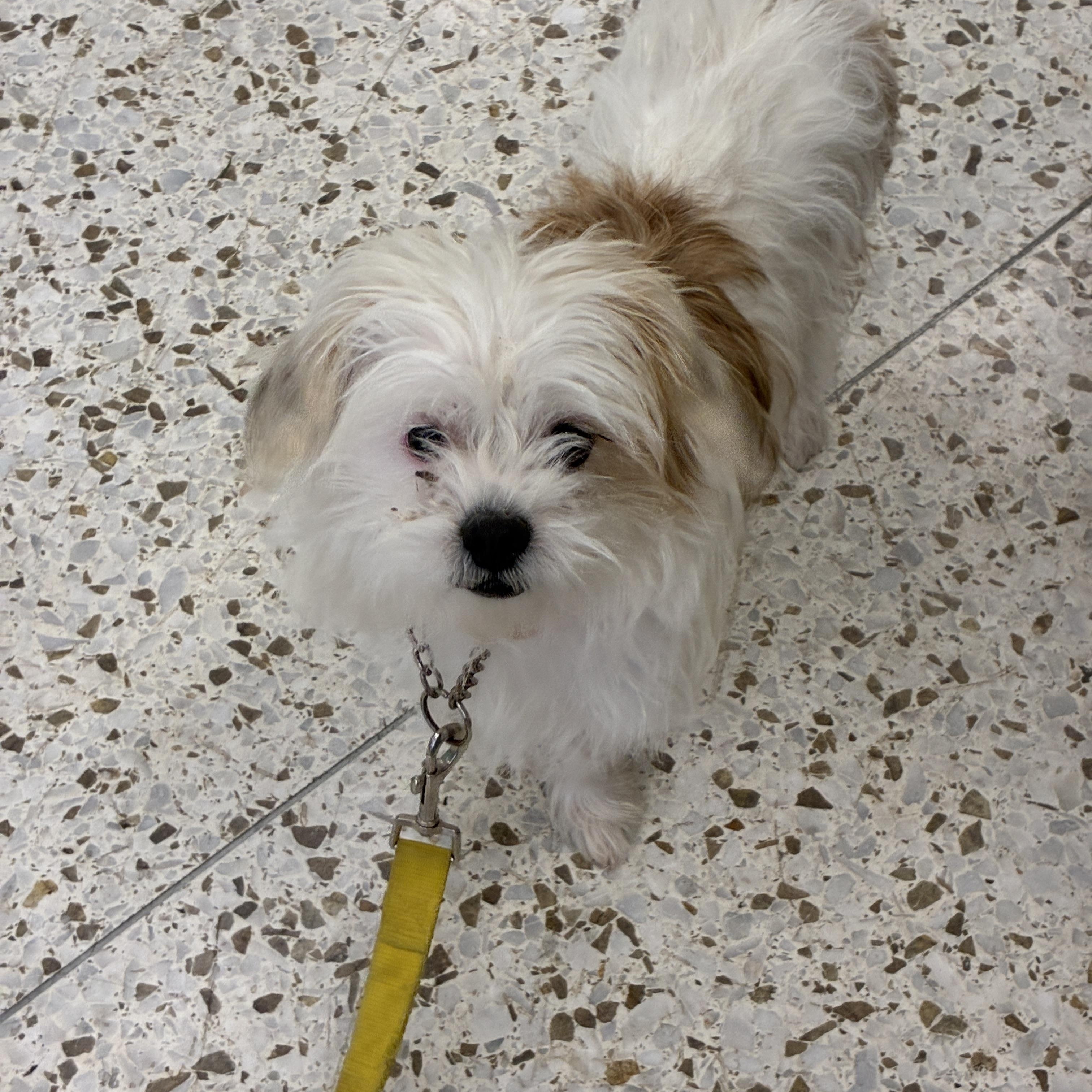 O-Cedar 4288, adopted, Young Male Terrier.