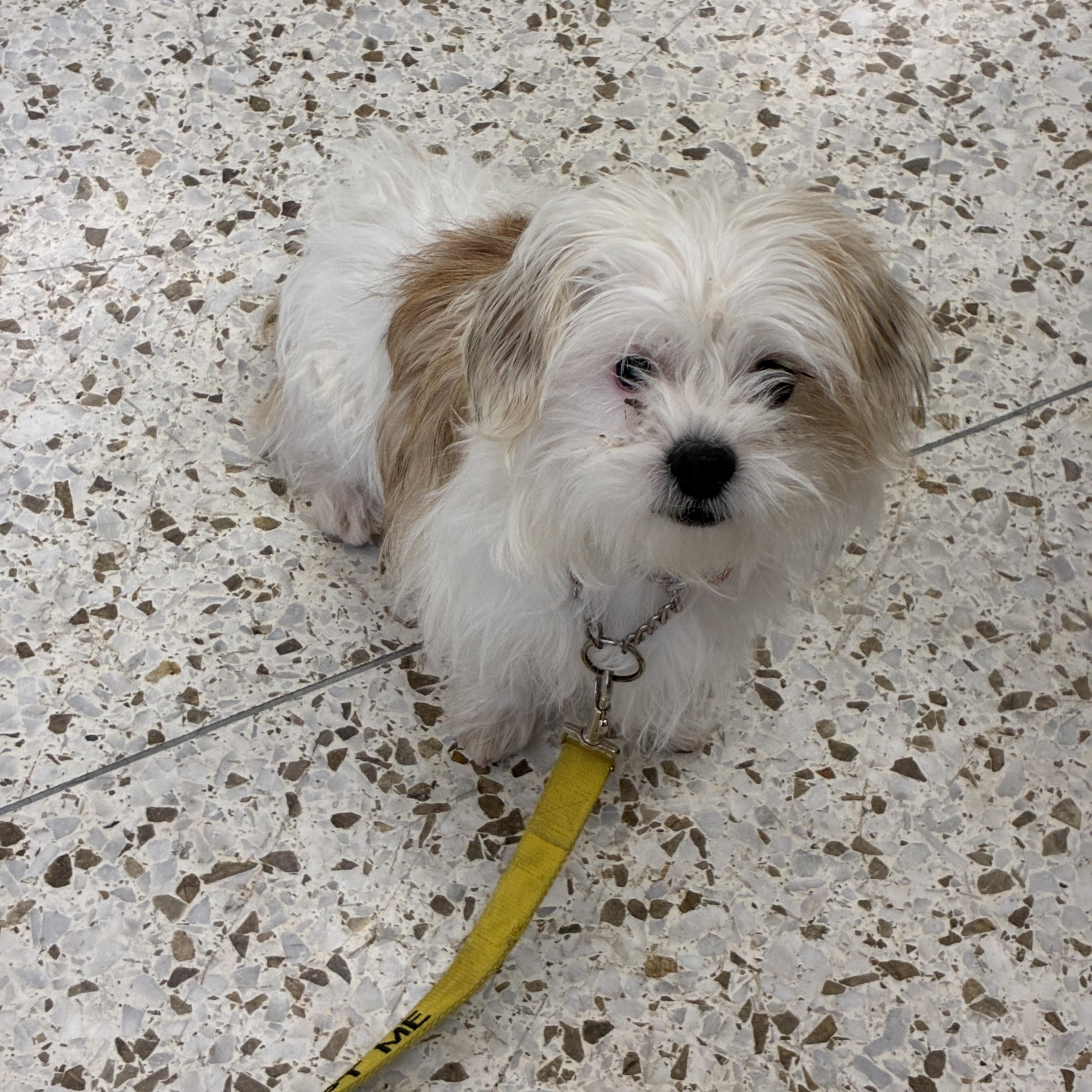 O-Cedar 4288, an adopted mixed breed in Phoenix, AZ image 3/3