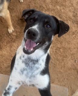 Enlarge Ariel, a Adoptable mixed breed in Puerto Penasco, SON image 1/3