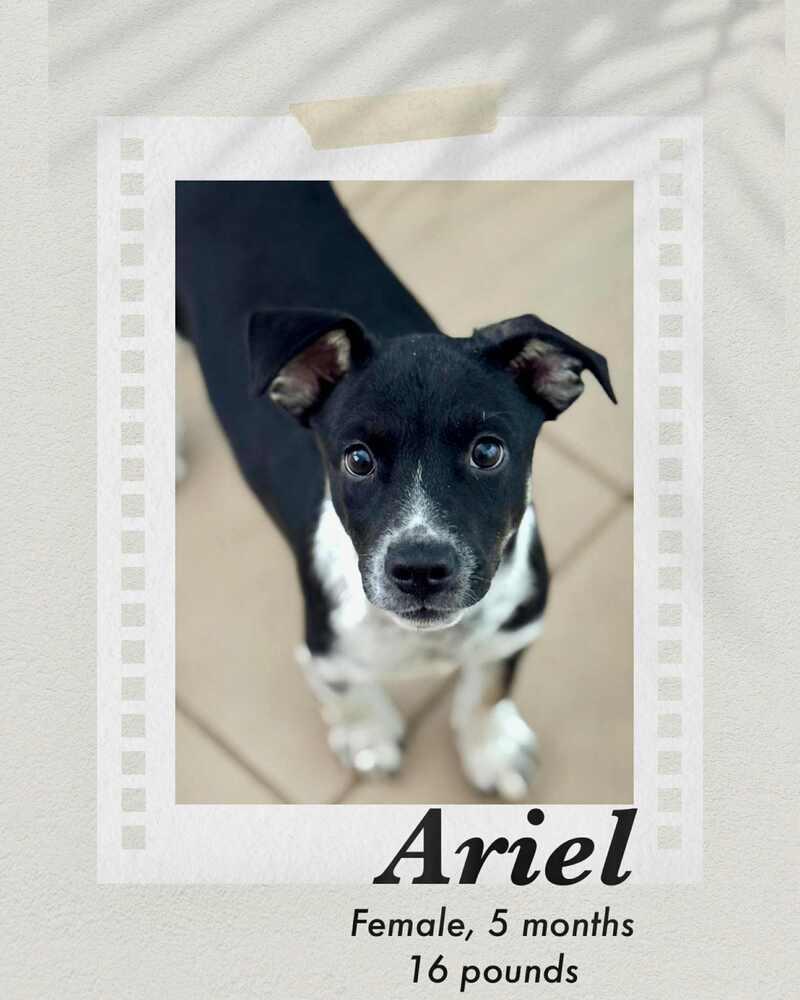 Enlarge Ariel, a Adoptable mixed breed in Puerto Penasco, SON image 2/3