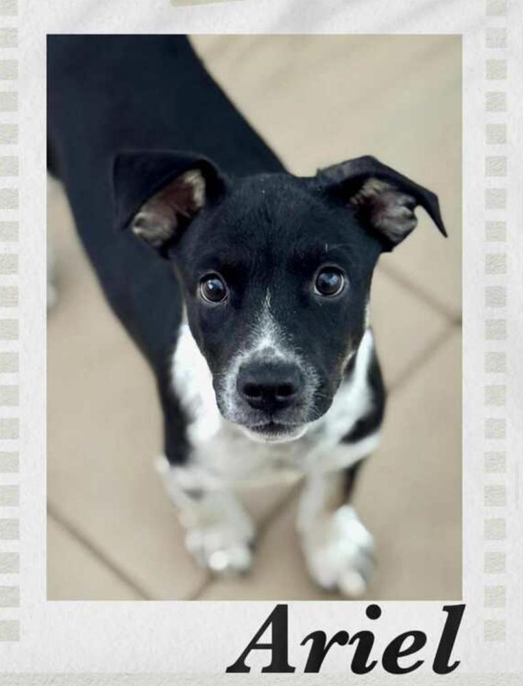 Enlarge Ariel, a Adoptable mixed breed in Puerto Penasco, SON image 3/3