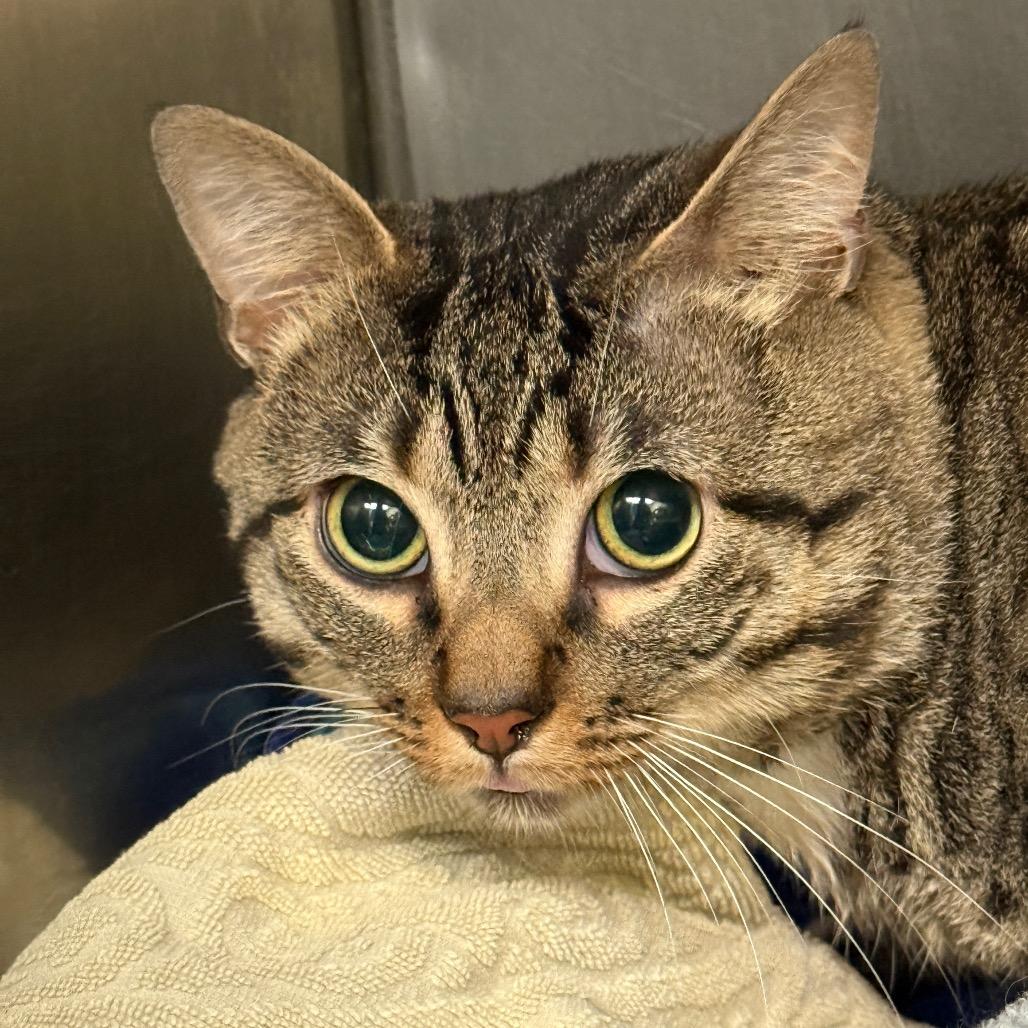 "Cobbler" aka Chunka, Adoptable, Adult Male Domestic Short Hair.