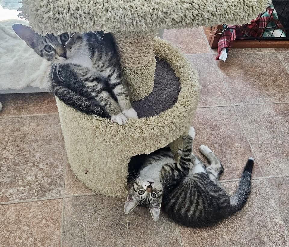 Enlarge Syrup, a Adopted Domestic Short Hair in Penndel, PA image 3/3