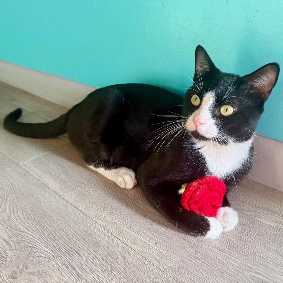 Pancho, Adoptable, Young Male Domestic Short Hair.