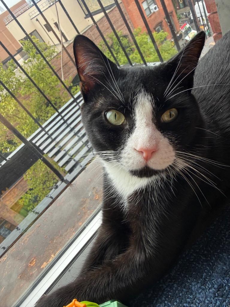 Enlarge Pancho, a Adoptable mixed breed in New York, NY image 2/5