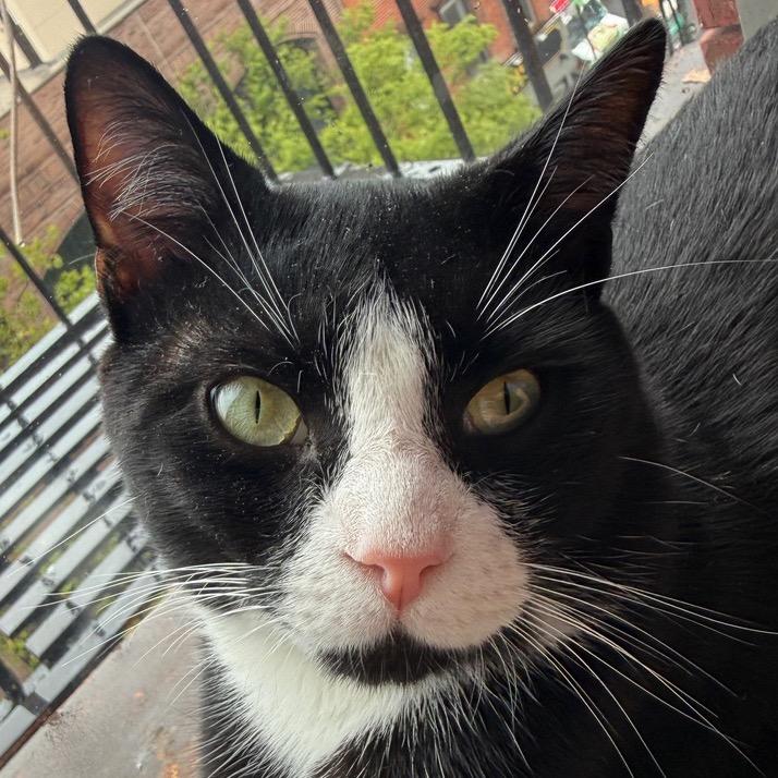 Enlarge Pancho, a Adoptable mixed breed in New York, NY image 3/5