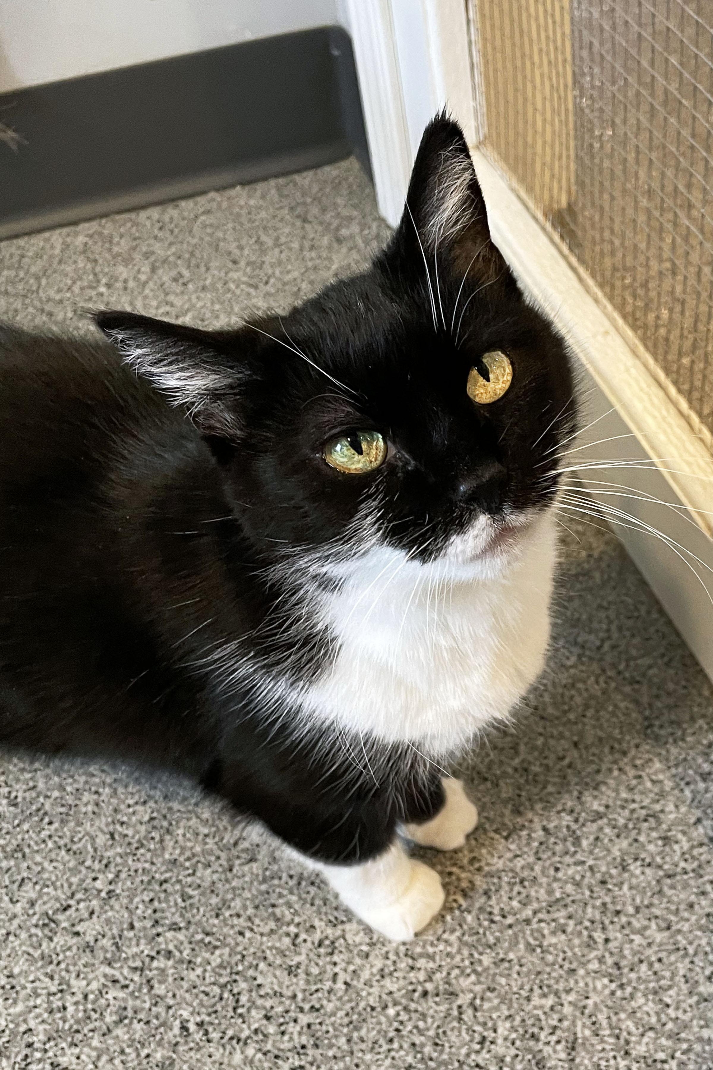 Orphie, adopted, Senior Female Domestic Short Hair.