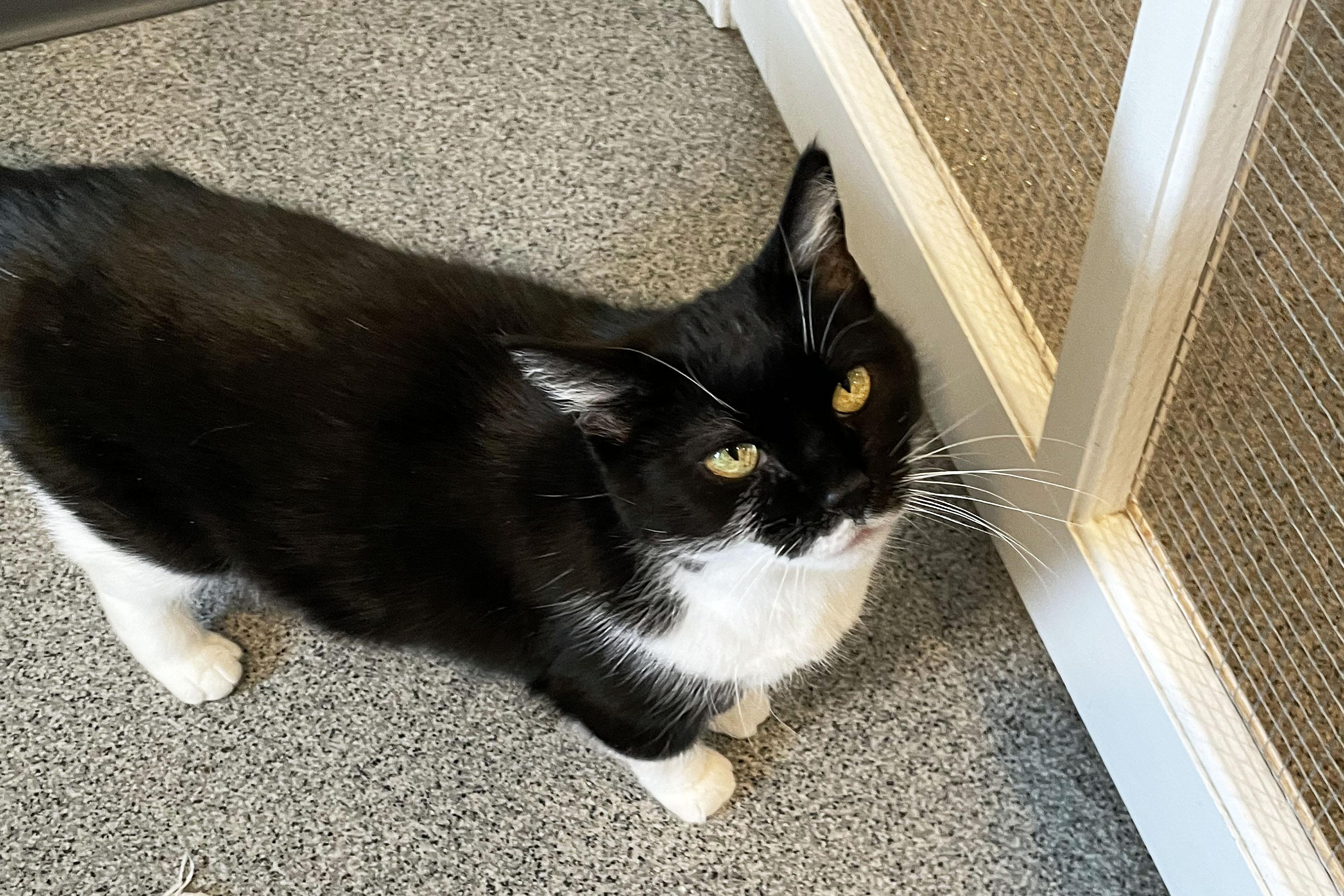 Enlarge Orphie, an adopted Domestic Short Hair in Lincoln, NE image 2/2