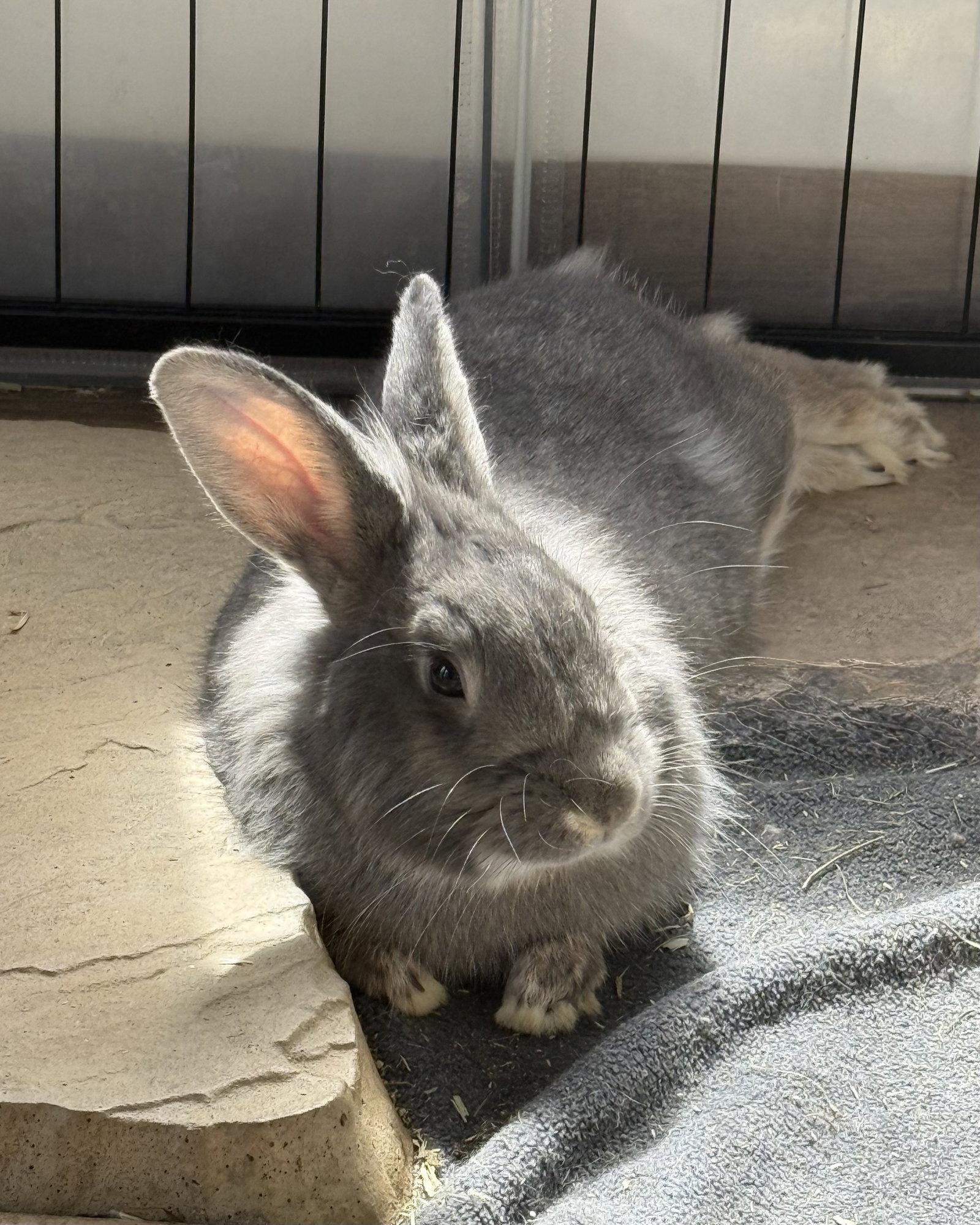 Enlarge Baelor, a Adoptable Lionhead in Marshfield, WI image 2/3