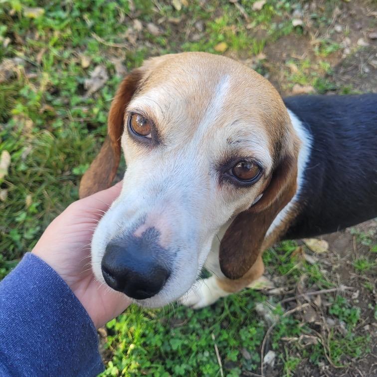 Enlarge Ryan, a Adoptable Beagle in Nowata, OK image 1/6
