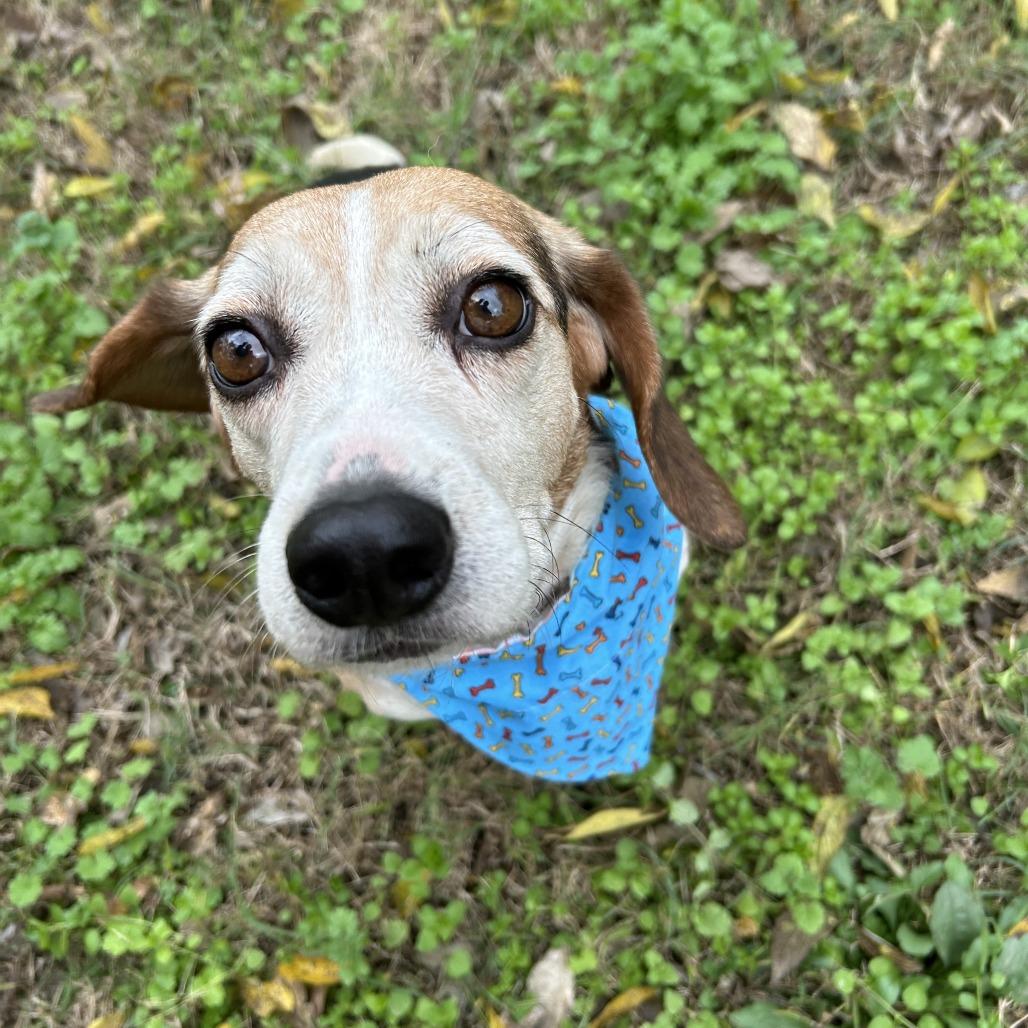 Enlarge Ryan, a Adoptable Beagle in Nowata, OK image 2/6