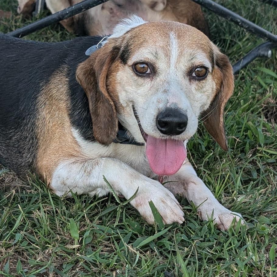 Enlarge Ryan, a Adoptable Beagle in Nowata, OK image 3/6