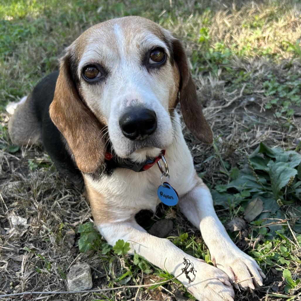 Enlarge Ryan, a Adoptable Beagle in Nowata, OK image 4/6