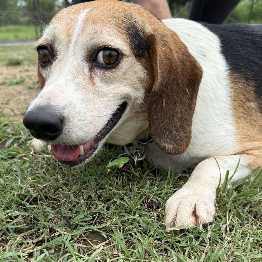 Enlarge Ryan, a Adoptable Beagle in Nowata, OK image 5/6