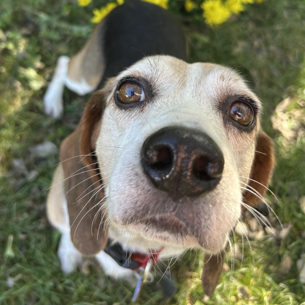 Enlarge Ryan, a Adoptable Beagle in Nowata, OK image 6/6
