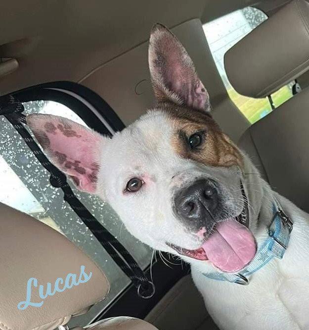 Lucas #ready-to-snuggle, Adopted, Adult Male Cattle Dog & American Staffordshire Terrier.