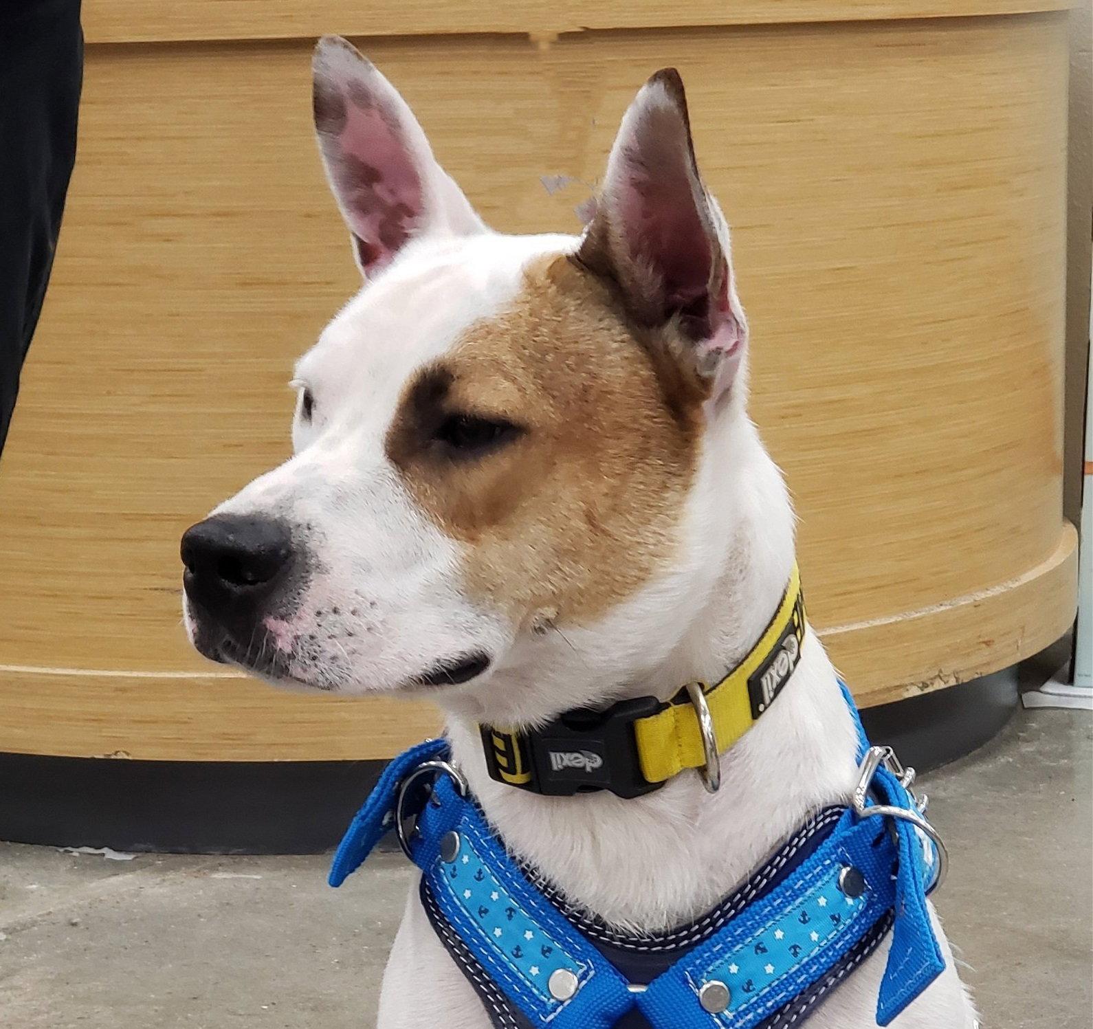 Lucas #ready-to-snuggle, a Adopted mixed breed in Houston, TX image 2/3