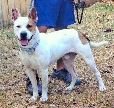 Lucas #ready-to-snuggle, a Adopted mixed breed in Houston, TX image 3/3