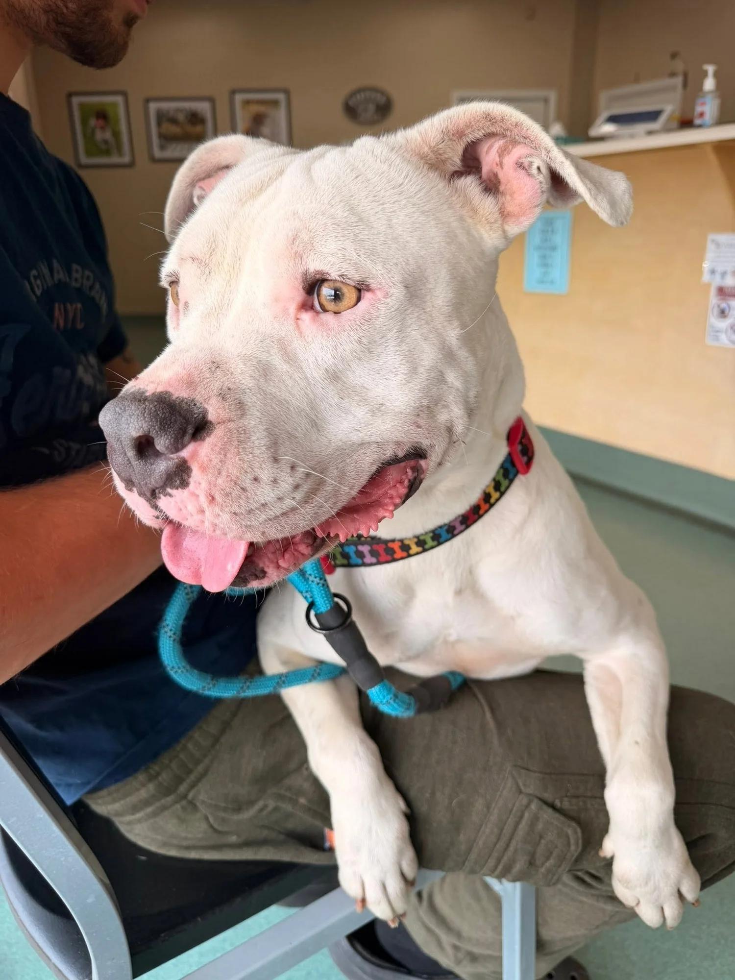 Marilyn, an adoptable mixed breed in Huntsville, AL image 3/5