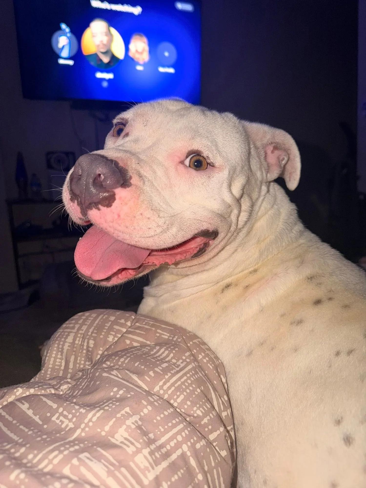 Marilyn, an adoptable mixed breed in Huntsville, AL image 2/5
