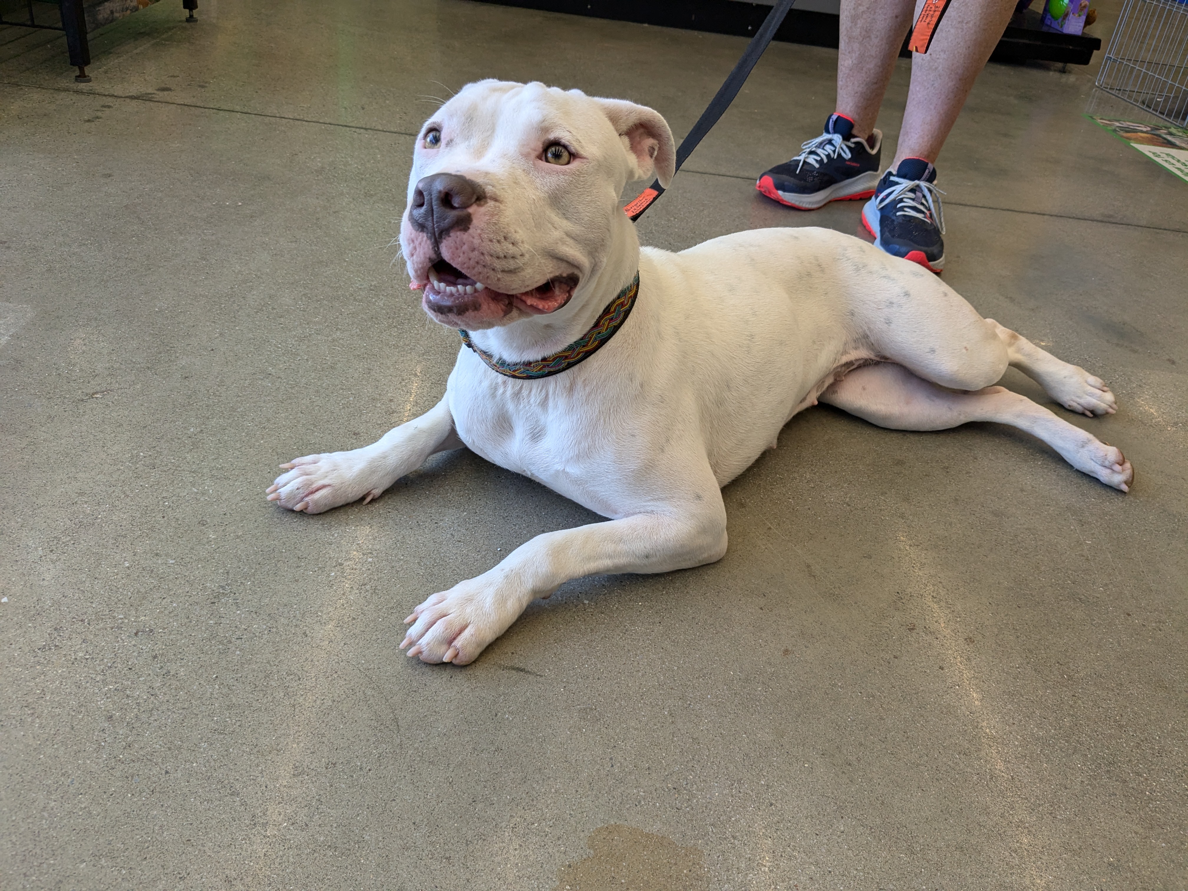 Enlarge Marilyn, an adoptable Pit Bull Terrier in Huntsville, AL image 5/5