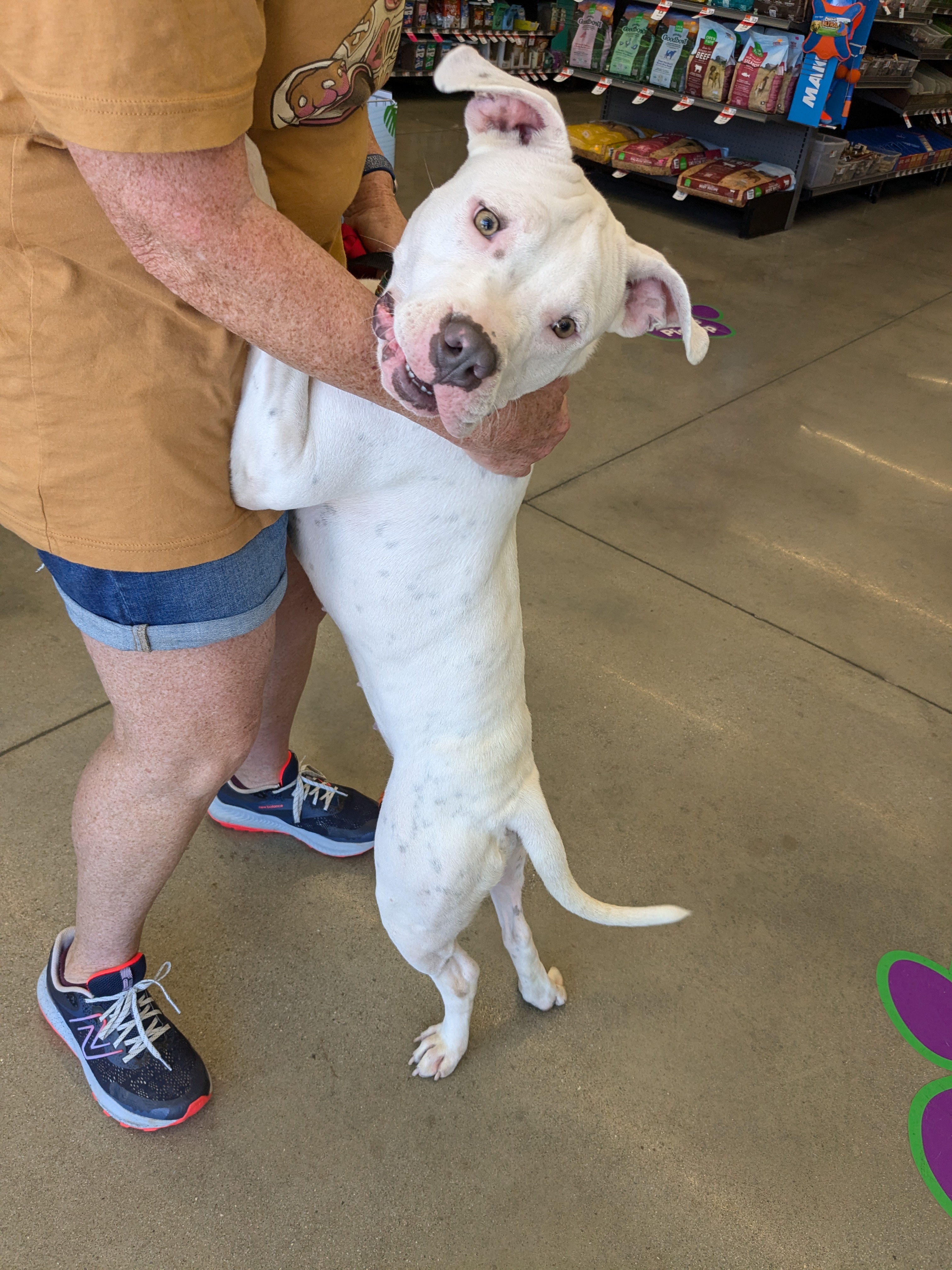 Enlarge Marilyn, an adoptable Pit Bull Terrier in Huntsville, AL image 4/5