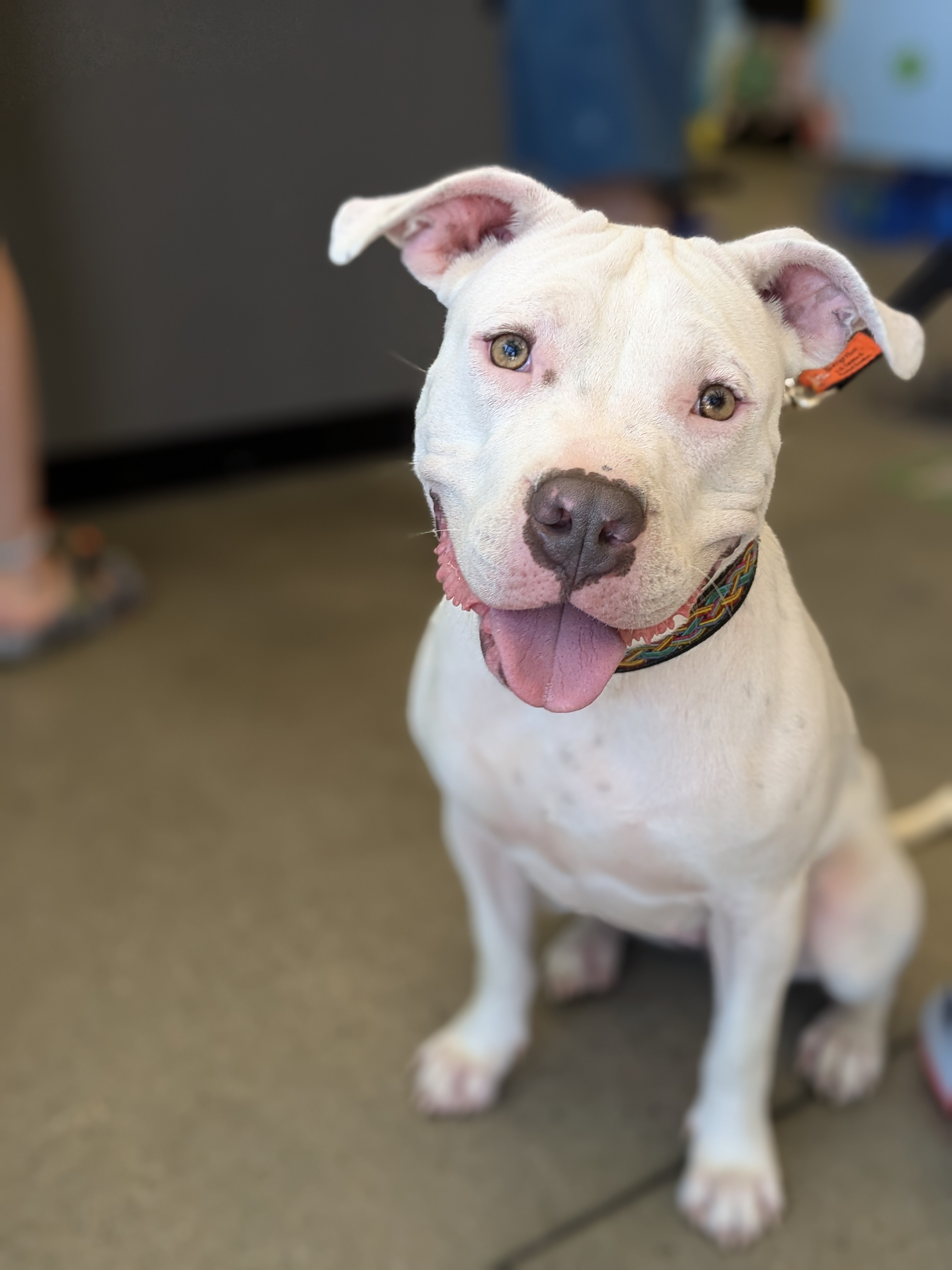 Enlarge Marilyn, an adoptable Pit Bull Terrier in Huntsville, AL image 1/5