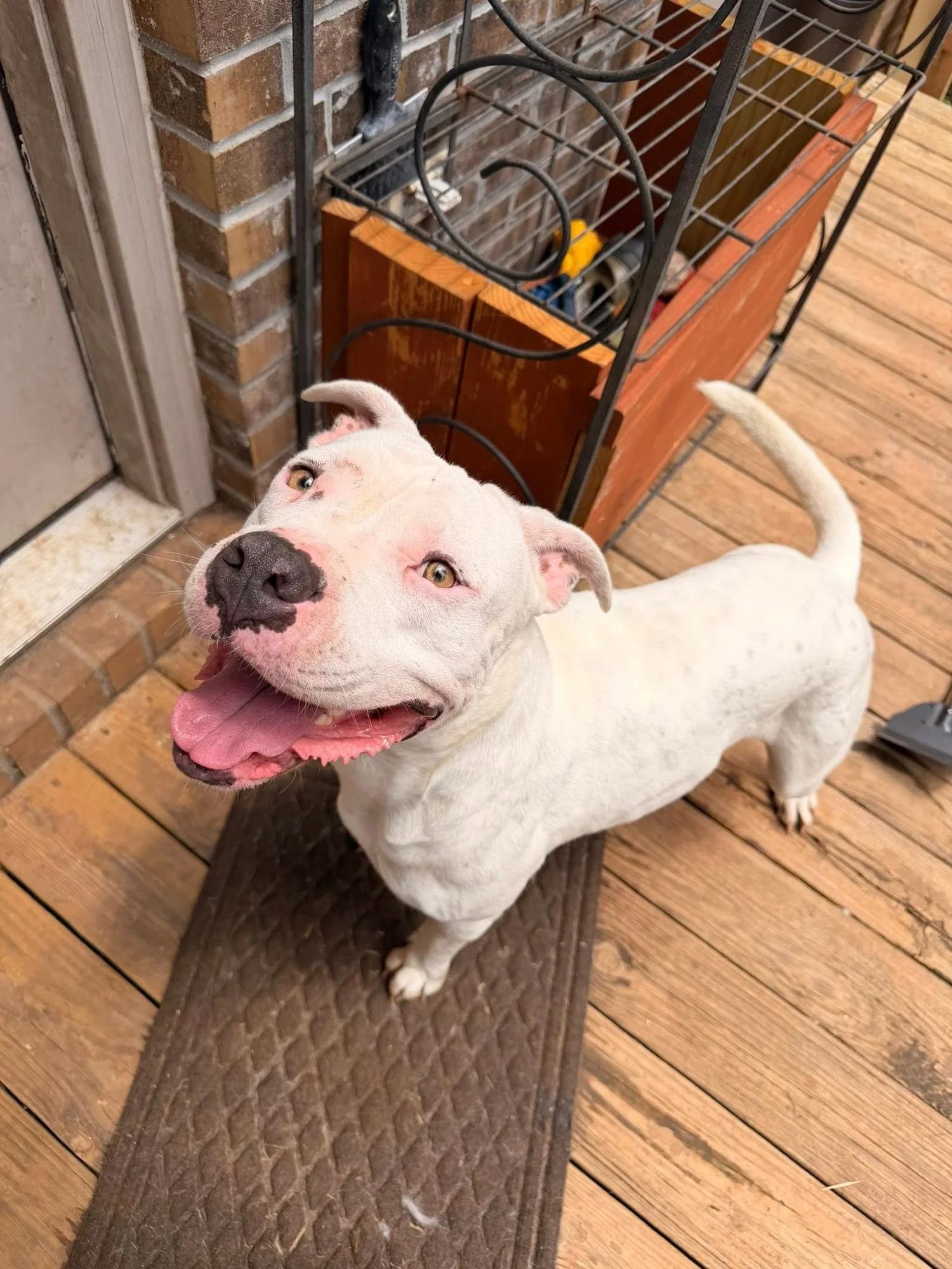 Marilyn, adoptable, Adult Female Pit Bull Terrier.