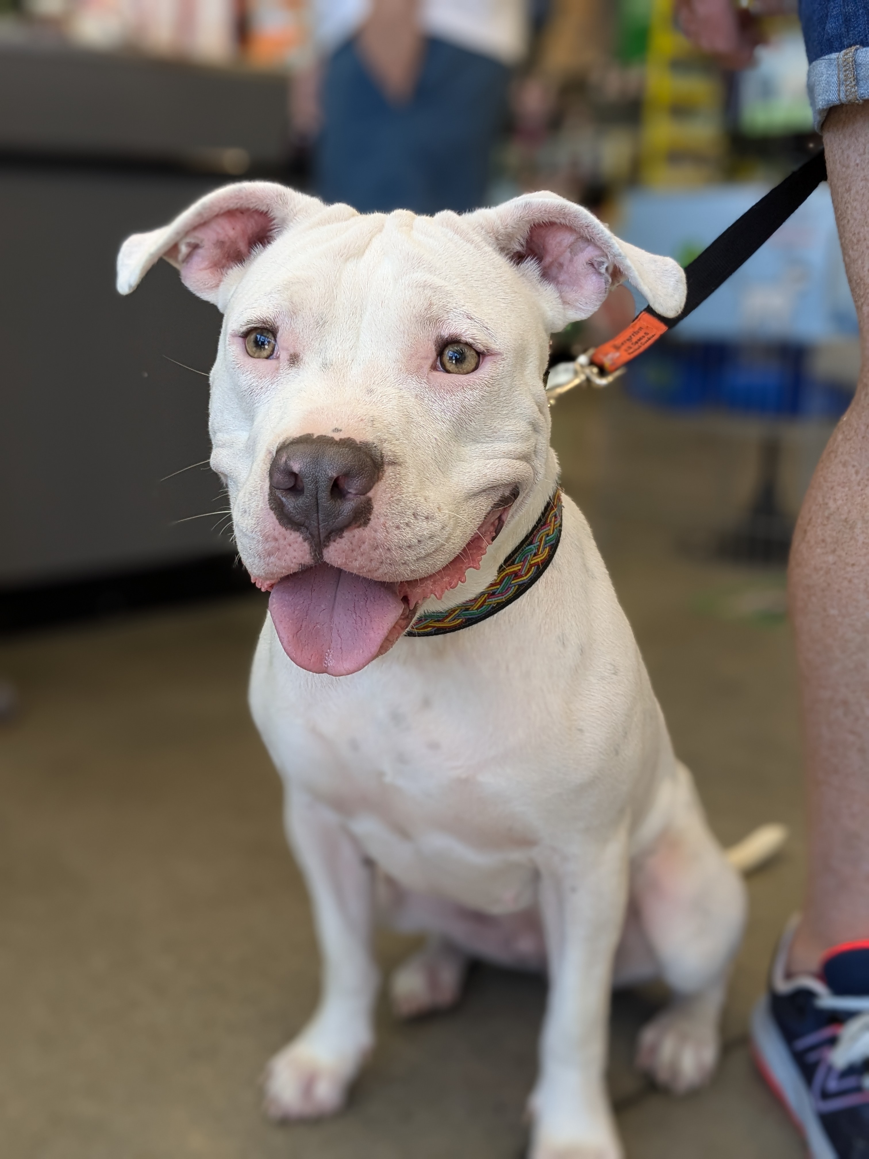 Enlarge Marilyn, an adoptable Pit Bull Terrier in Huntsville, AL image 3/5