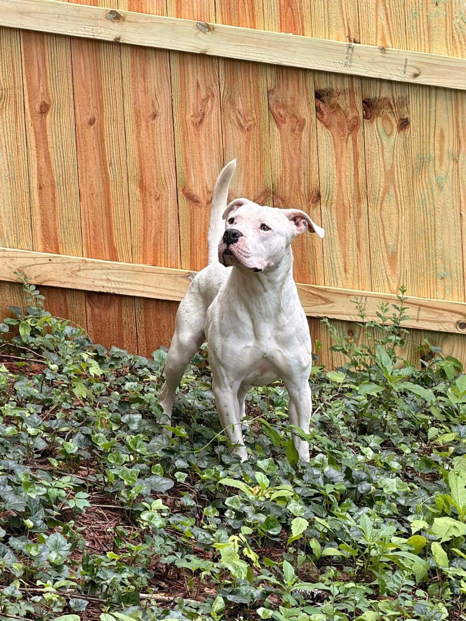 Marilyn, an adoptable mixed breed in Huntsville, AL image 4/5