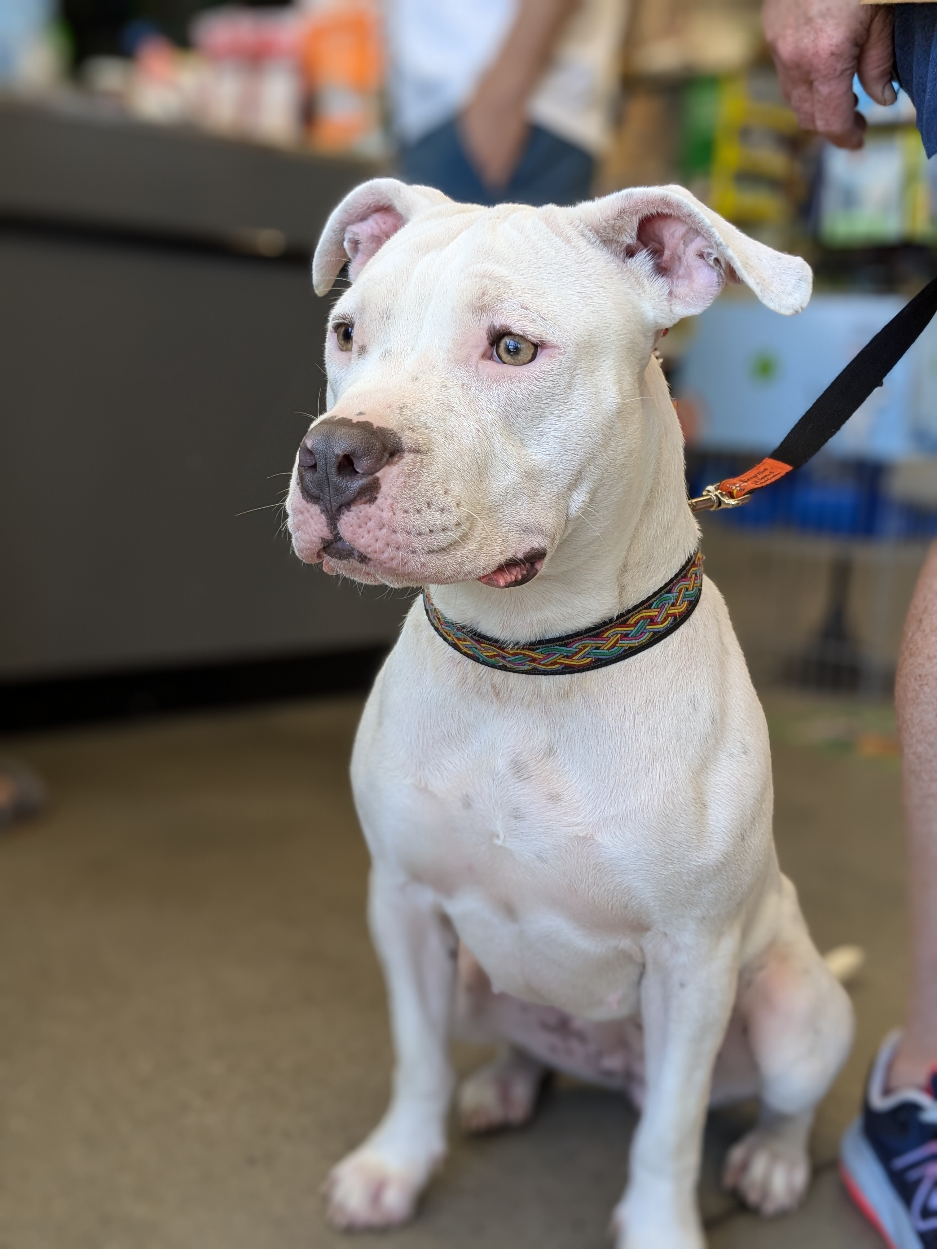 Enlarge Marilyn, an adoptable Pit Bull Terrier in Huntsville, AL image 2/5