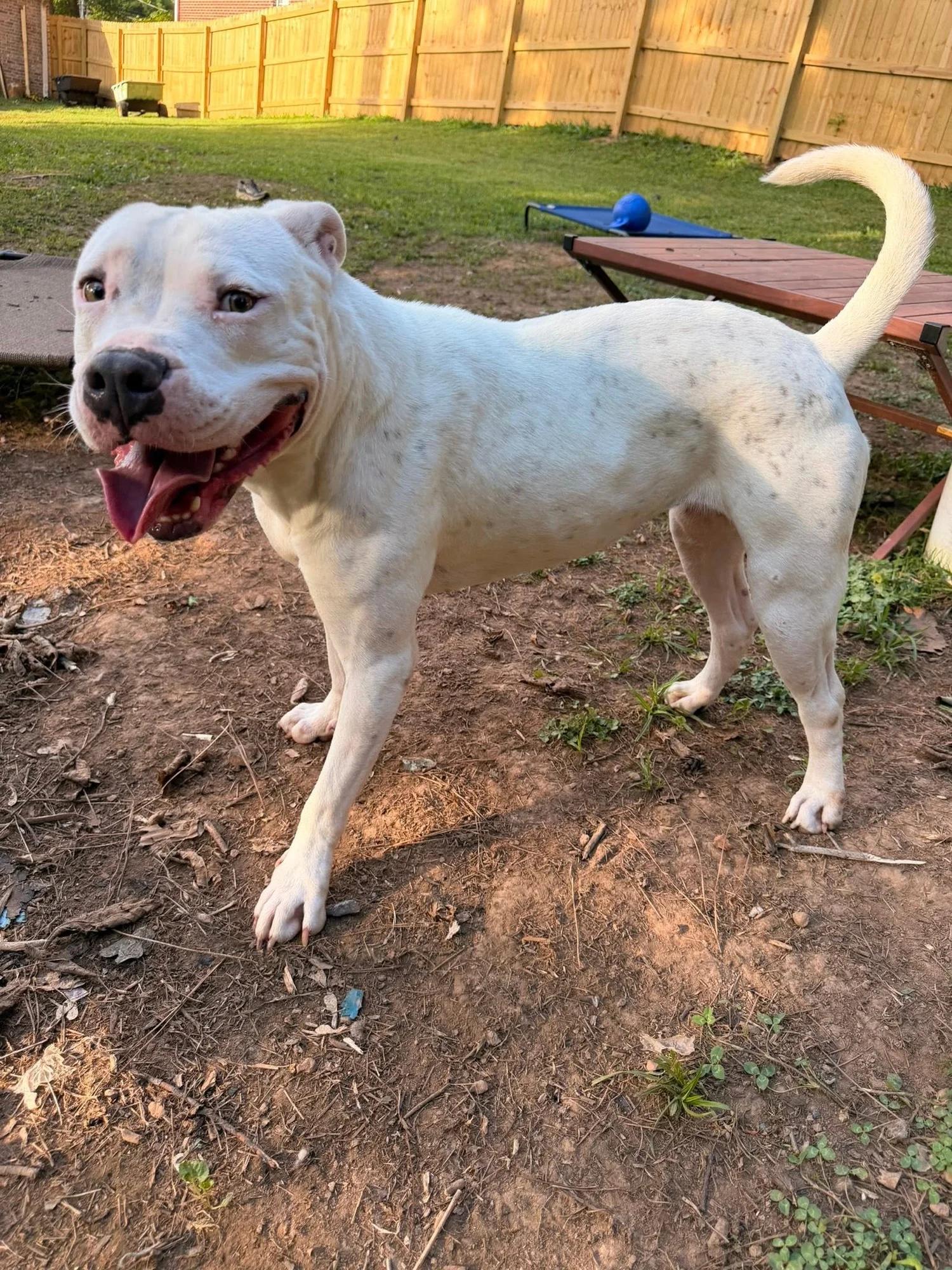Marilyn, an adoptable mixed breed in Huntsville, AL image 5/5
