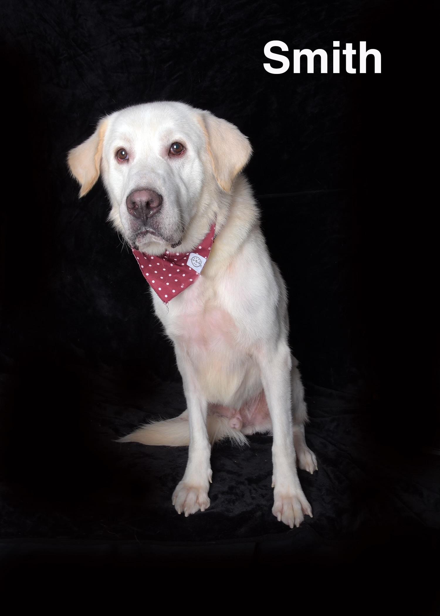 Enlarge Smith, a ADOPTABLE Great Pyrenees in Van Nuys, CA image 1/1