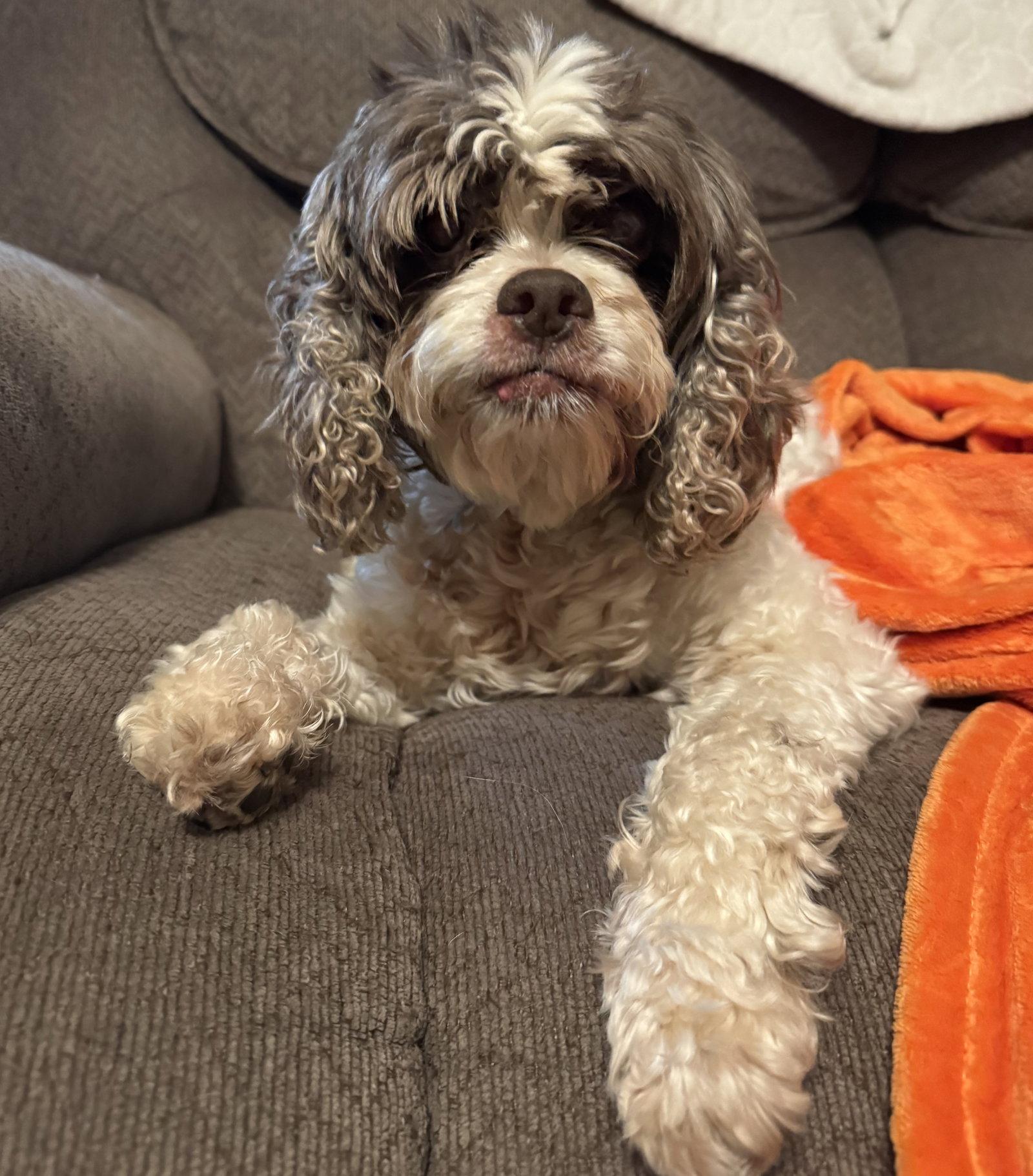 Figgy, Adopted, Senior Female Cocker Spaniel.