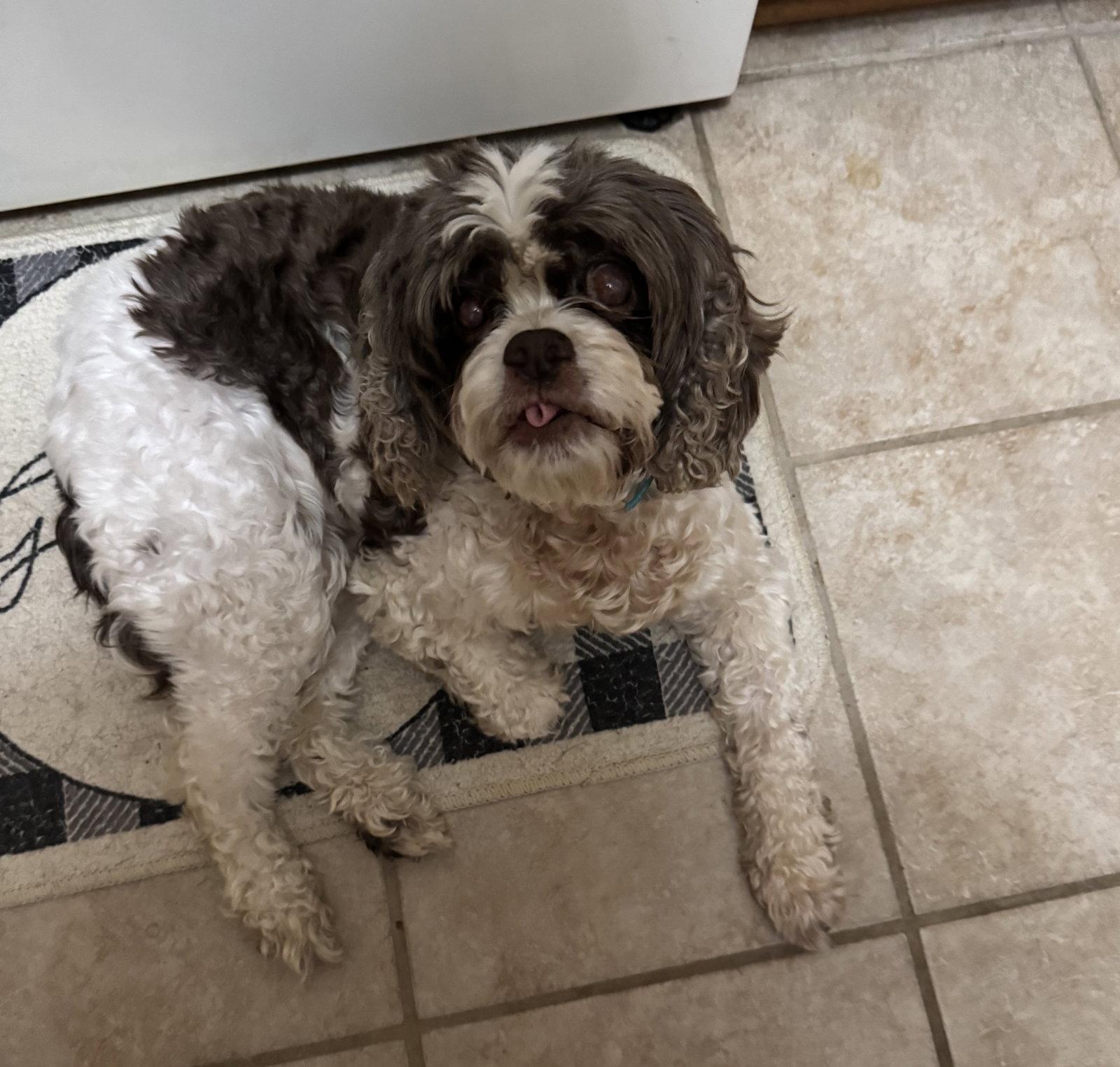 Figgy, a Adopted Cocker Spaniel in Brooklyn Center, MN image 2/3
