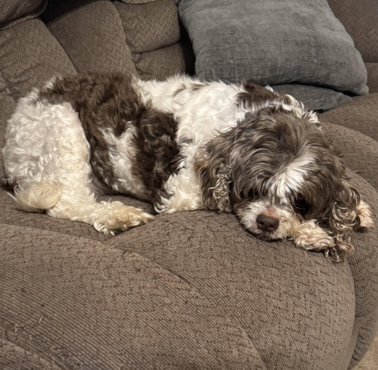 Figgy, a Adopted Cocker Spaniel in Brooklyn Center, MN image 3/3