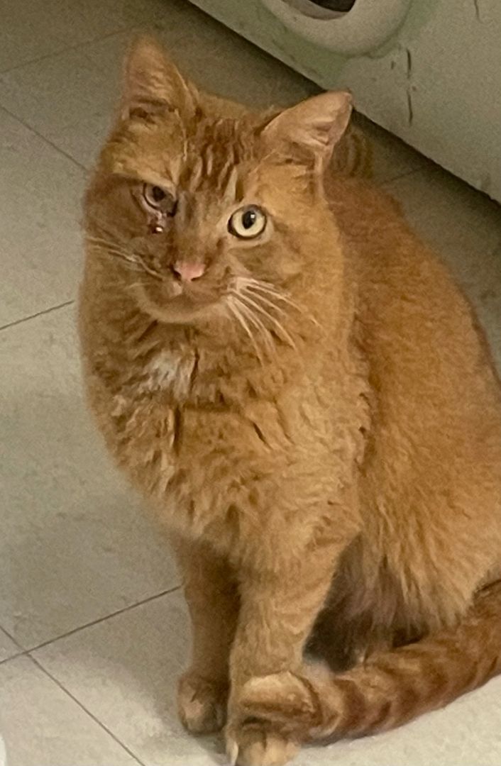 Jerry aka "Big Red", an adopted Domestic Short Hair in Vernon, NJ_image-1