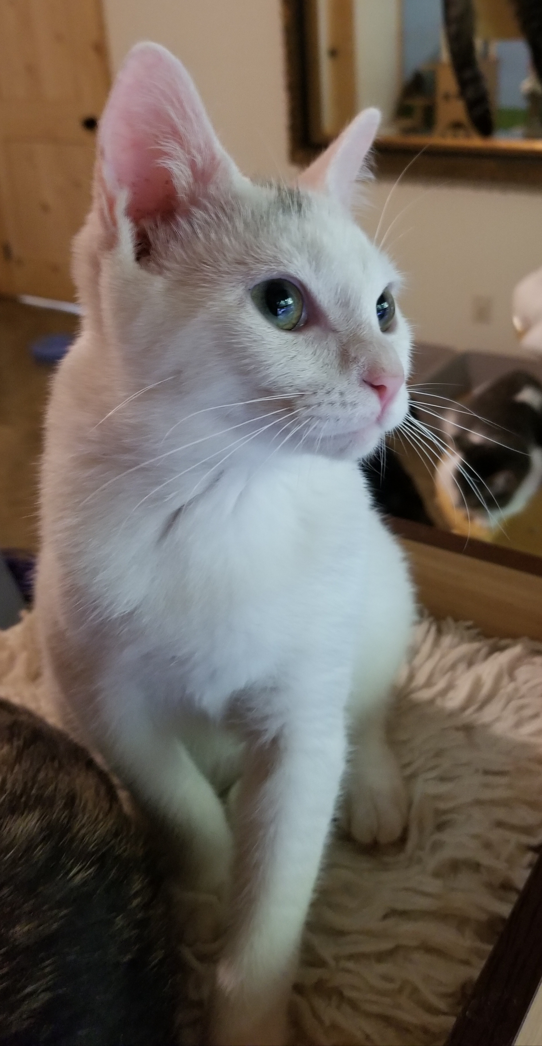 Sprinkle, Adoptable, Adult Female Domestic Short Hair.