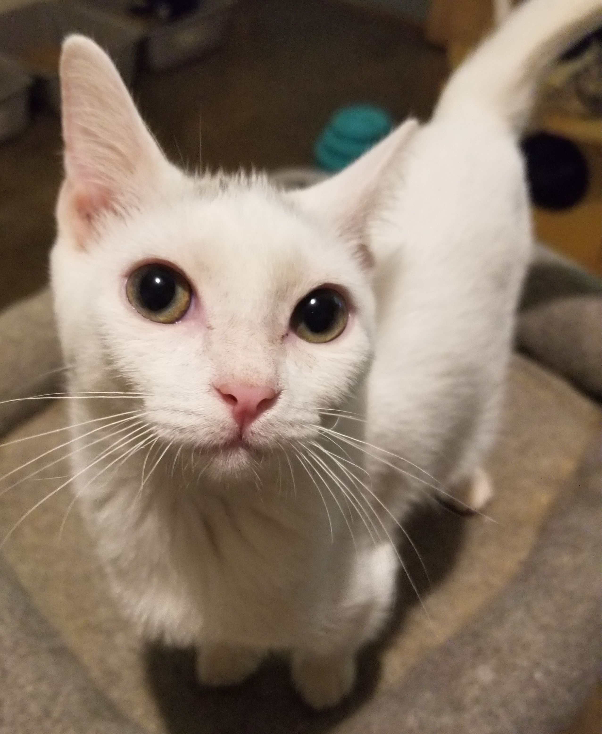 Sprinkle, a Adoptable Domestic Short Hair in Ellijay, GA image 2/12