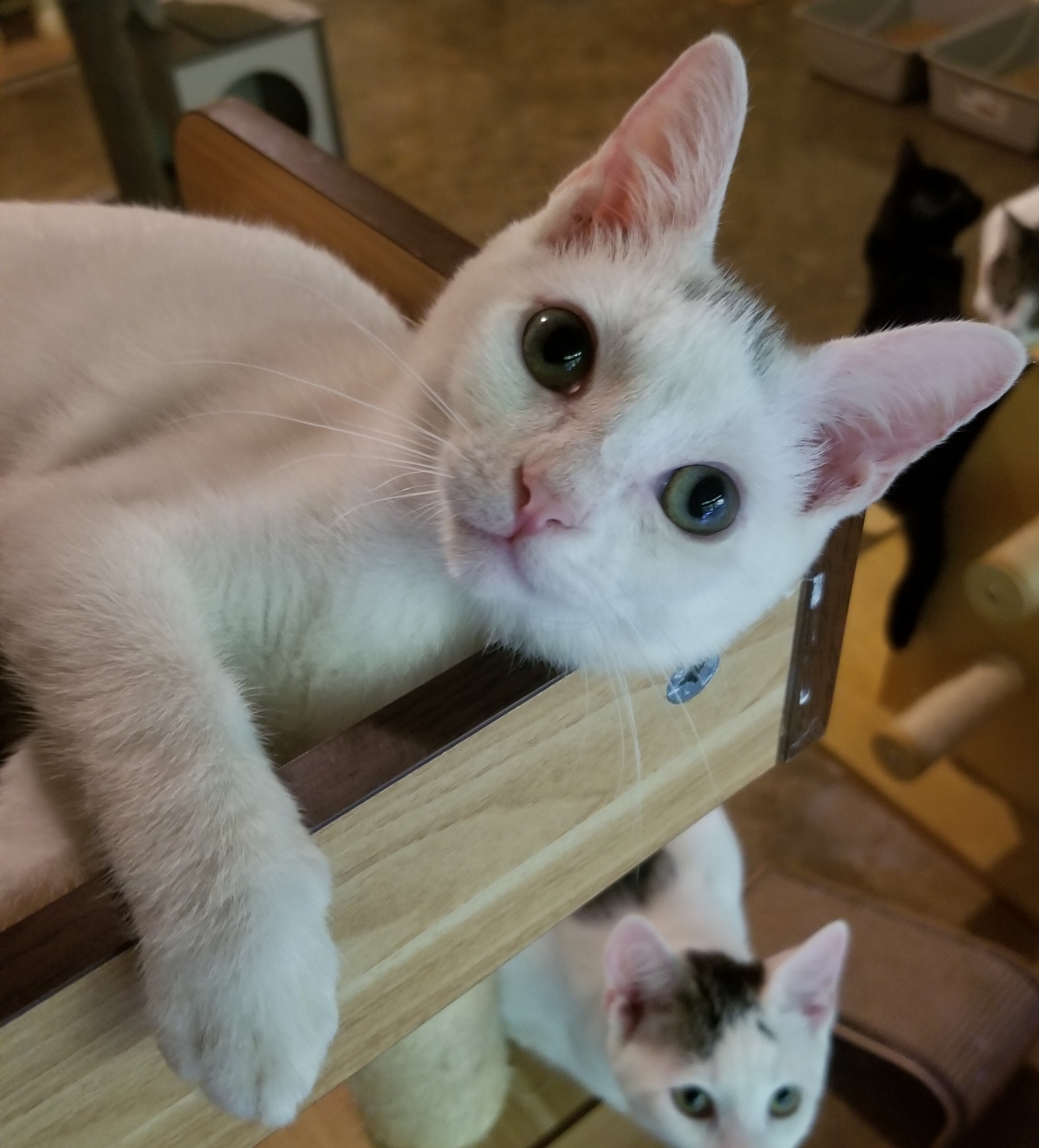 Sprinkle, a Adoptable Domestic Short Hair in Ellijay, GA image 3/12