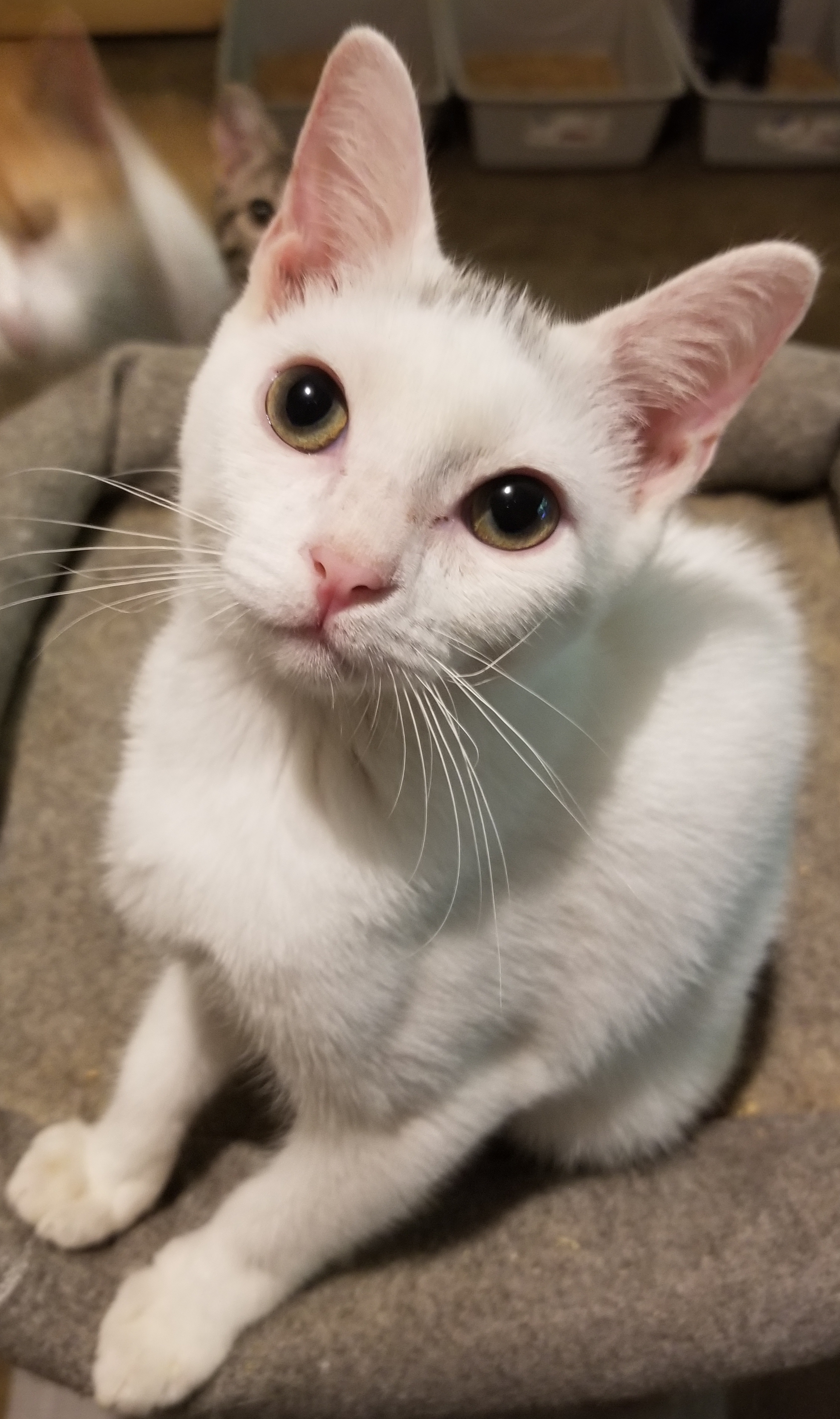 Sprinkle, a Adoptable Domestic Short Hair in Ellijay, GA image 4/12