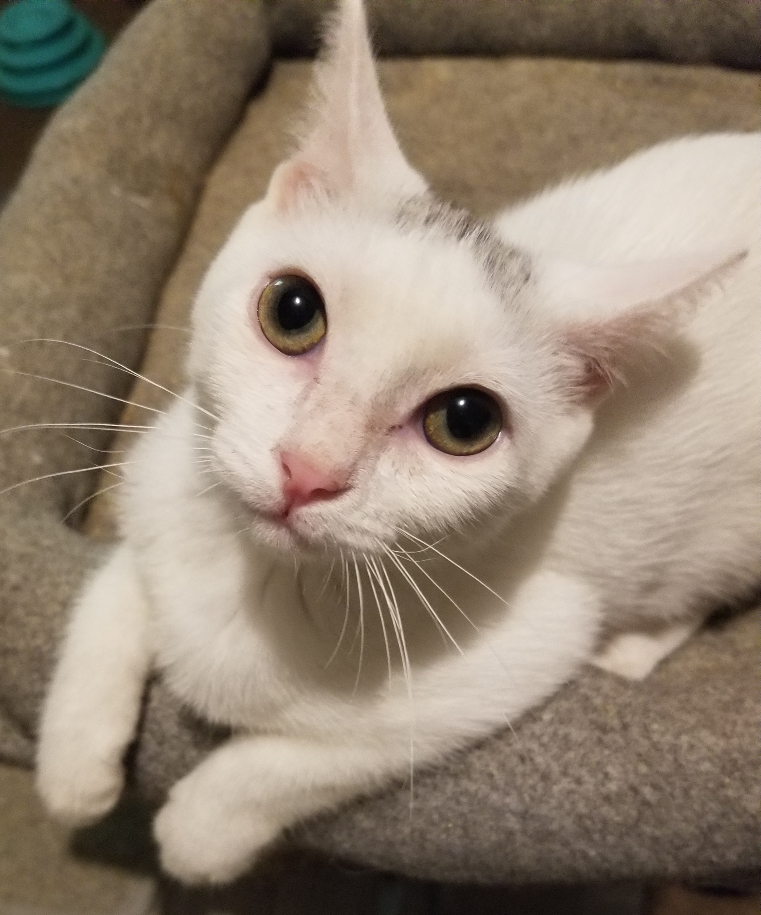 Sprinkle, a Adoptable Domestic Short Hair in Ellijay, GA image 5/12