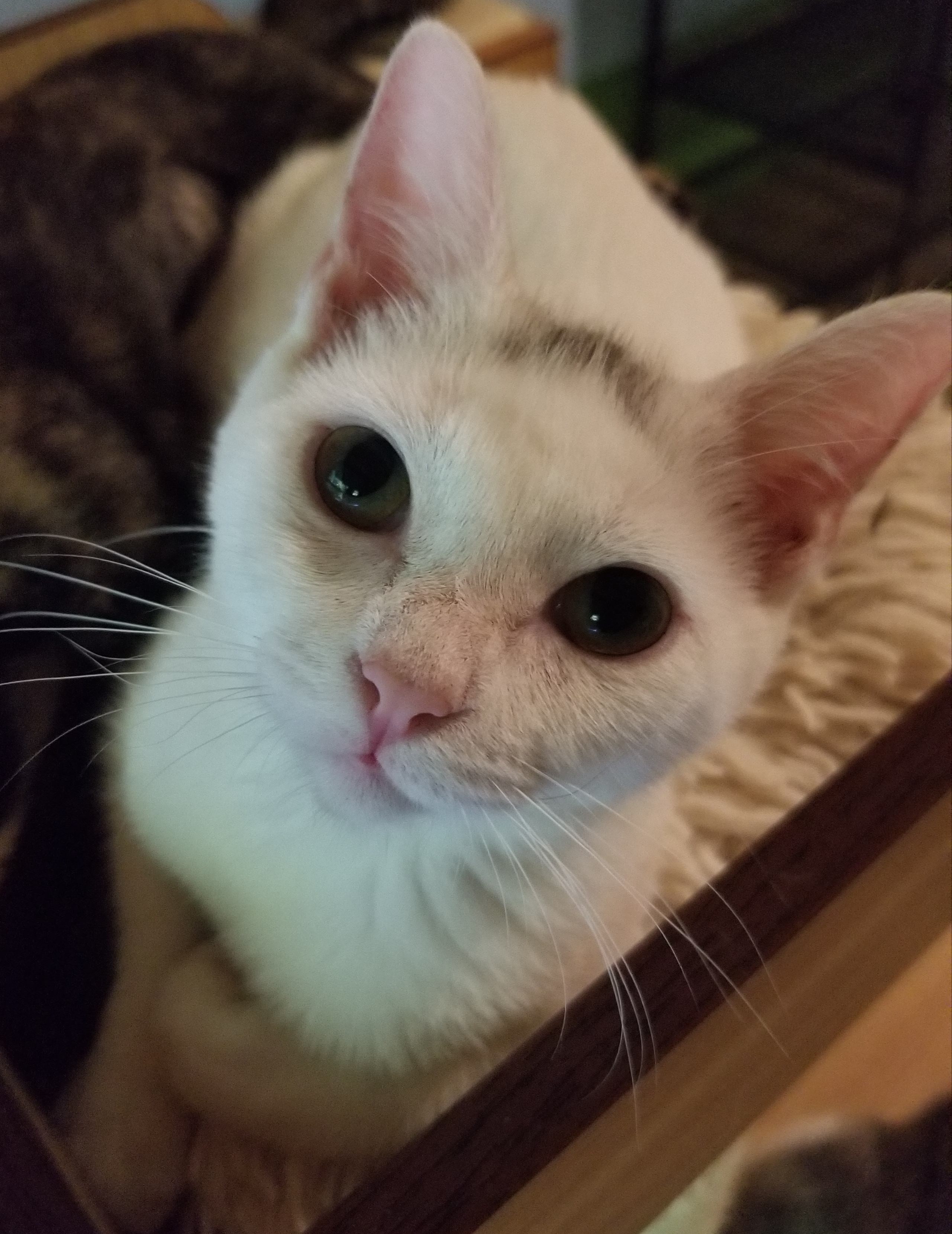 Sprinkle, a Adoptable Domestic Short Hair in Ellijay, GA image 6/12