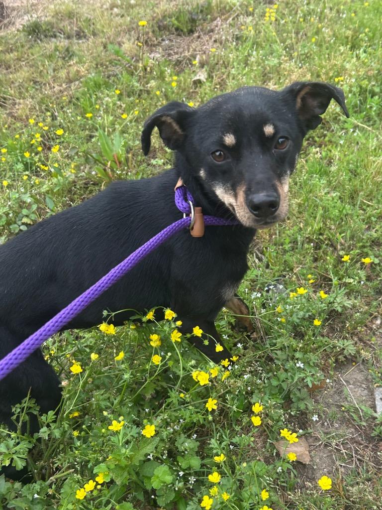 Dumplin, Adoptable, Young Female Terrier.