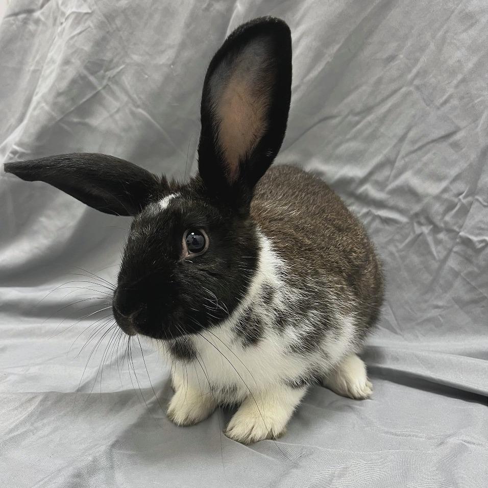 Peter, Adoptable, Young Male American.