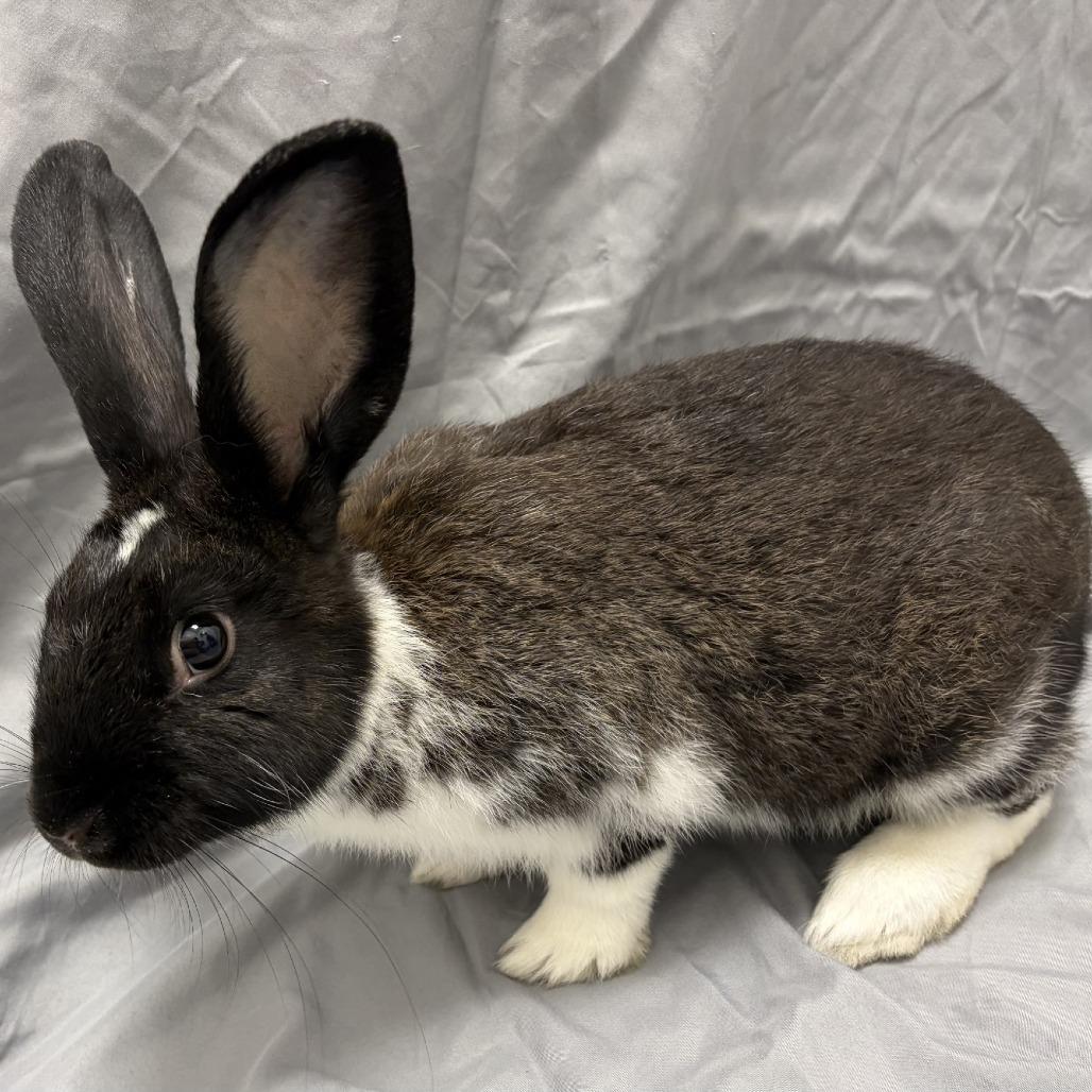 Peter, a Adoptable American in Champaign, IL image 2/6