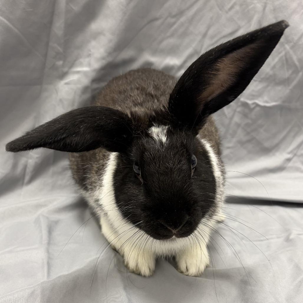 Peter, a Adoptable American in Champaign, IL image 3/6